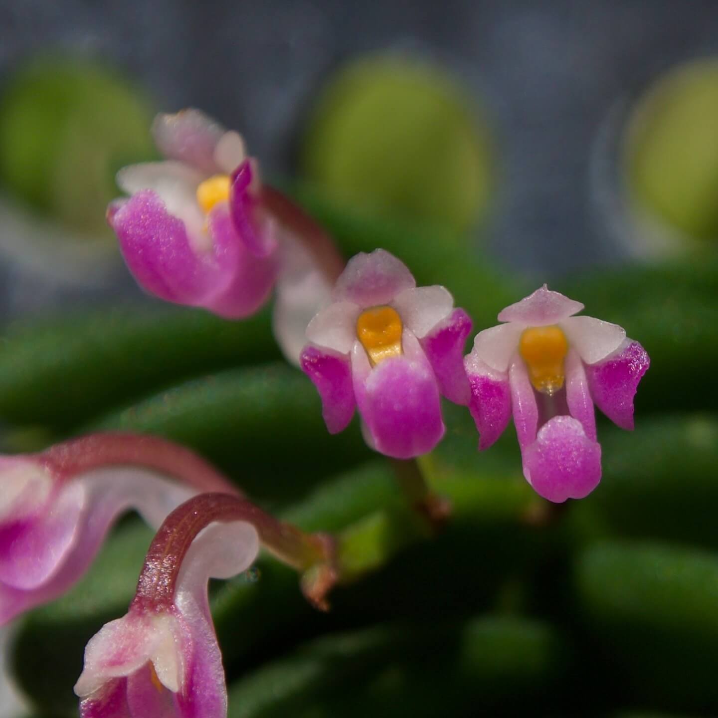 Schoenorchis fragrans is a miniature orchid species native to parts of Asia, including Assam (India), Thailand, Myanmar, Vietnam, and Yunnan (China). This species is particularly noted for its delicate, bright pink flowers and its subtle fragrance.