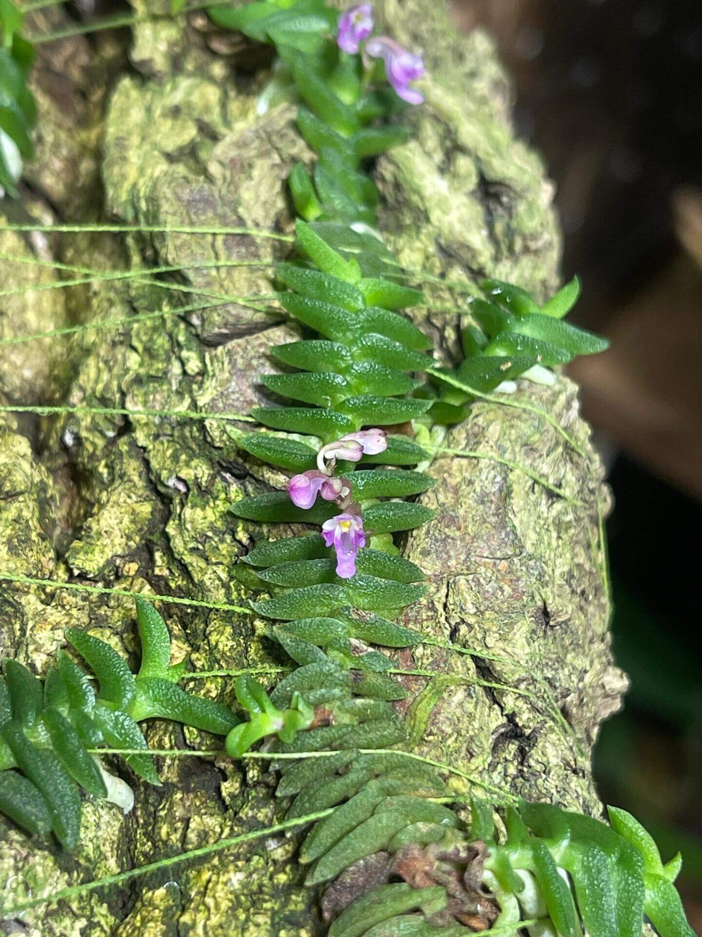 Schoenorchis scolopendria is a micro-miniature epiphytic orchid native to Vietnam, renowned for its unique, centipede-like foliage and vibrant pink flowers. This species is a favorite among orchid enthusiasts and terrarium growers due to its compact size and distinctive appearance.