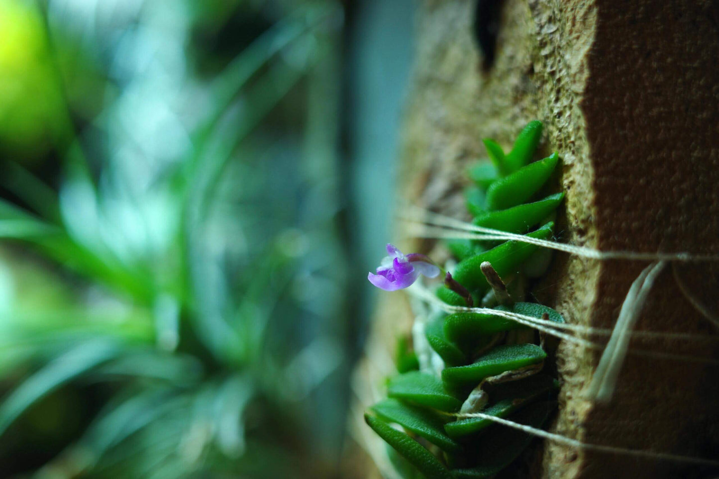 Schoenorchis scolopendria is a micro-miniature epiphytic orchid native to Vietnam, renowned for its unique, centipede-like foliage and vibrant pink flowers. This species is a favorite among orchid enthusiasts and terrarium growers due to its compact size and distinctive appearance.