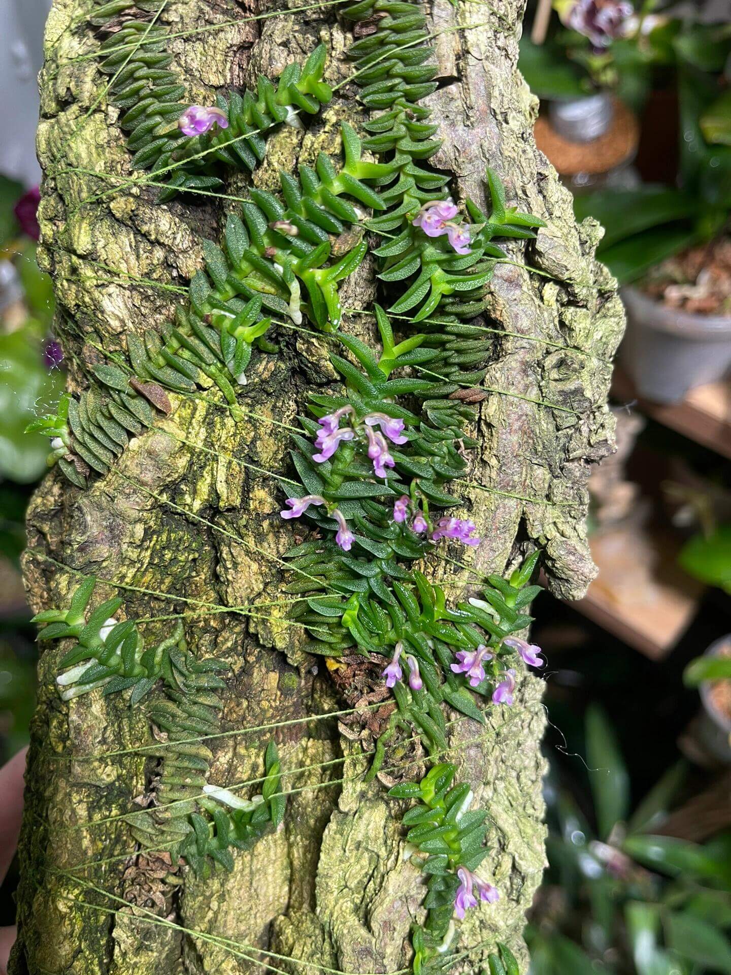 Schoenorchis scolopendria is a micro-miniature epiphytic orchid native to Vietnam, renowned for its unique, centipede-like foliage and vibrant pink flowers. This species is a favorite among orchid enthusiasts and terrarium growers due to its compact size and distinctive appearance.