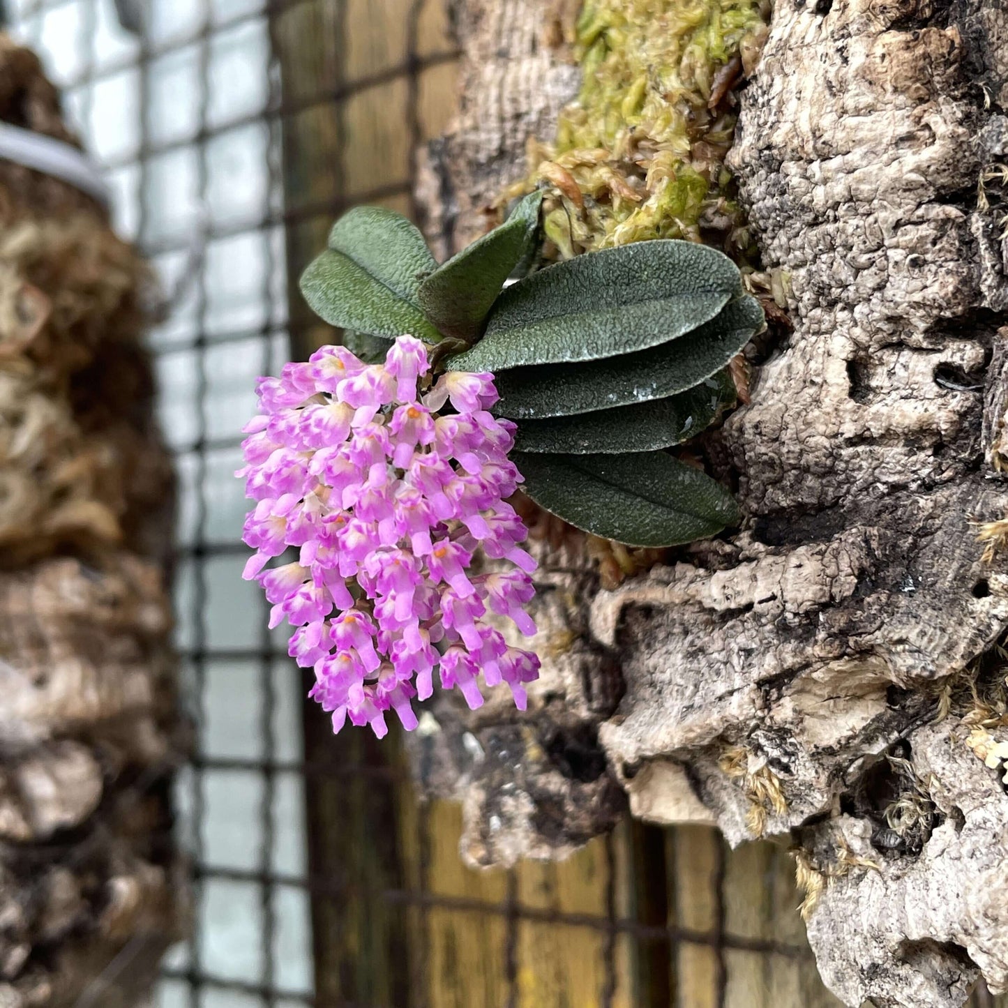 Schoenorchis tixieri is a diminutive and captivating orchid species native to southern Yunnan province in China and central Laos. This orchid is very small, making it perfect for terrariums where space and humidity can be carefully controlled.