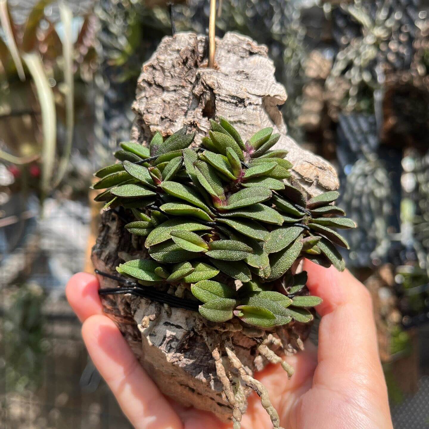Schoenorchis tixieri is a diminutive and captivating orchid species native to southern Yunnan province in China and central Laos. This orchid is very small, making it perfect for terrariums where space and humidity can be carefully controlled.