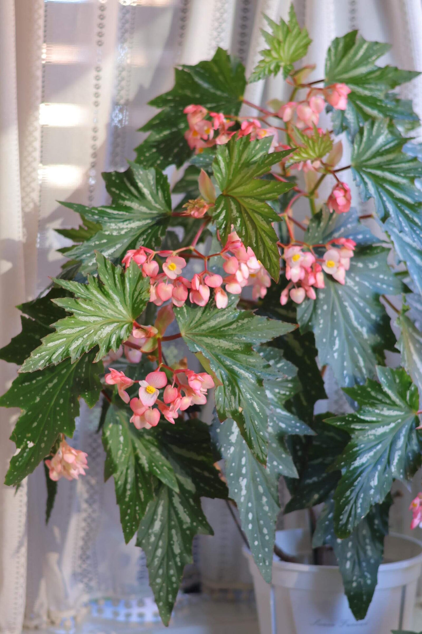 Begonia ‘Sophie Cecile’ (also known as ‘Sophia’ in some contexts) is a striking cane-stem or “angel wing” begonia cultivar first created by hybridizer Belva Nelson Kusler in 1961, via a cross between Begonia ‘Lenore Olivier’ and Begonia aconitifolia.