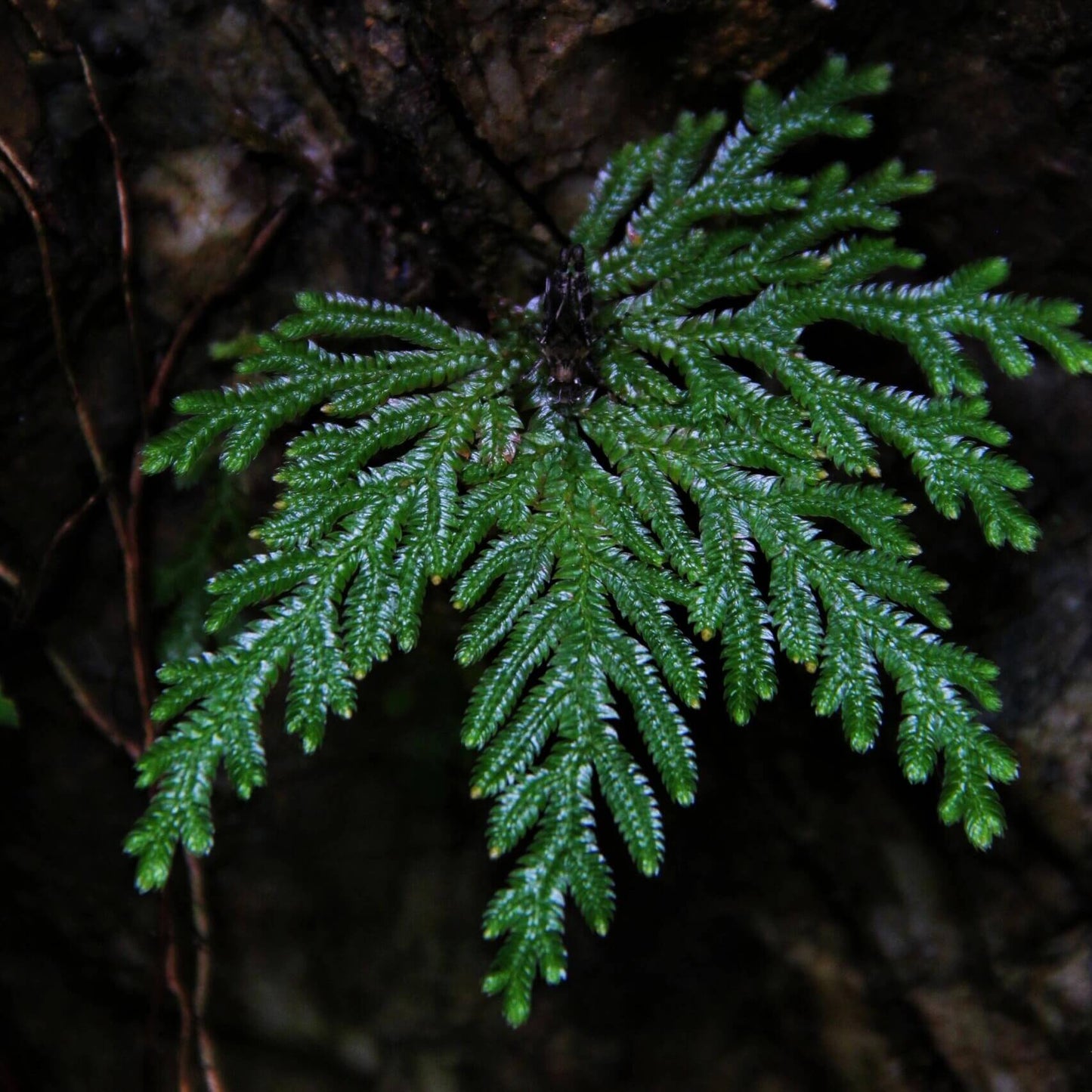 Selaginella doederleinii is a perennial herbaceous plant in the Selaginellaceae family, native to subtropical regions of East and Southeast Asia, including southern China, Taiwan, Japan, Laos, Vietnam, and Cambodia. Known for its lush, fern-like foliage, this species is a popular choice for decorative ground cover in shaded garden beds and terrariums.