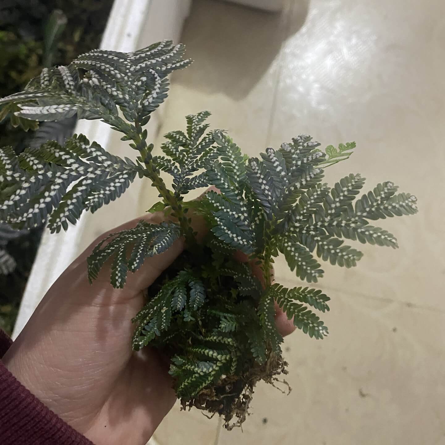 Selaginella picta, a species from the Selaginellaceae family, is native to Southeast Asia, including regions like Vietnam, Laos, and parts of China. It thrives in shaded, humid environments and is well-suited for terrariums or humid indoor settings.