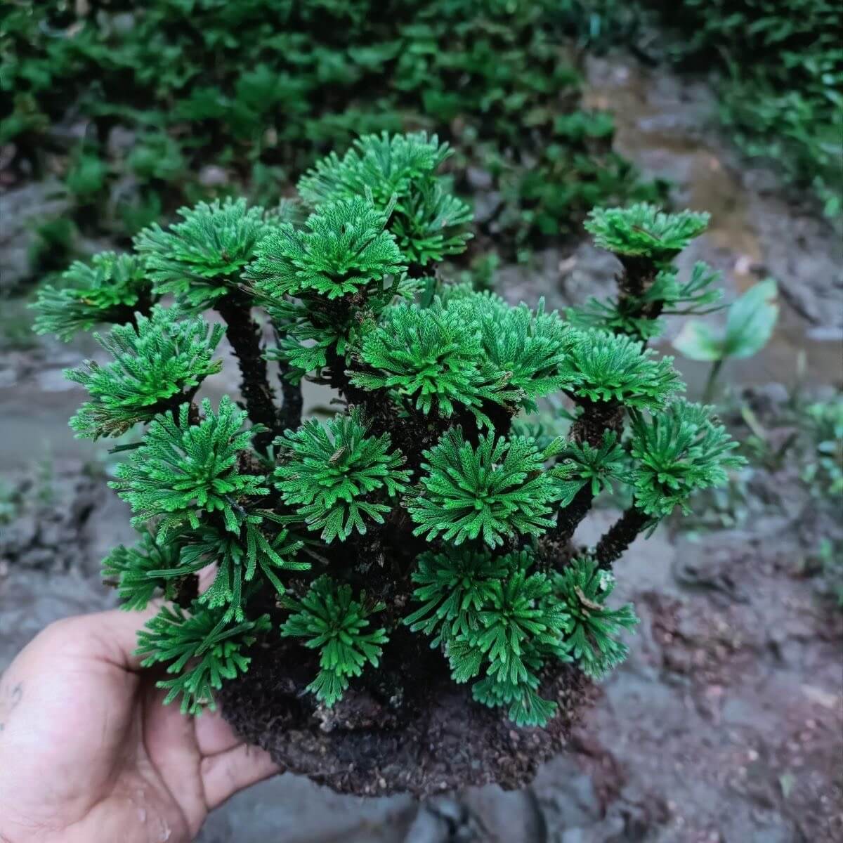 Selaginella tamariscina is an evergreen perennial plant native to China, Japan, Korea, India, the Philippines, the Russian Far East, Taiwan, and northern Thailand. It is known for its exceptional drought resistance, curling up into a tight ball when dry, and unfurling when water is available. This plant is perfect for use in terrariums and thrives in warm environments, with an ideal temperature of around 20°C.