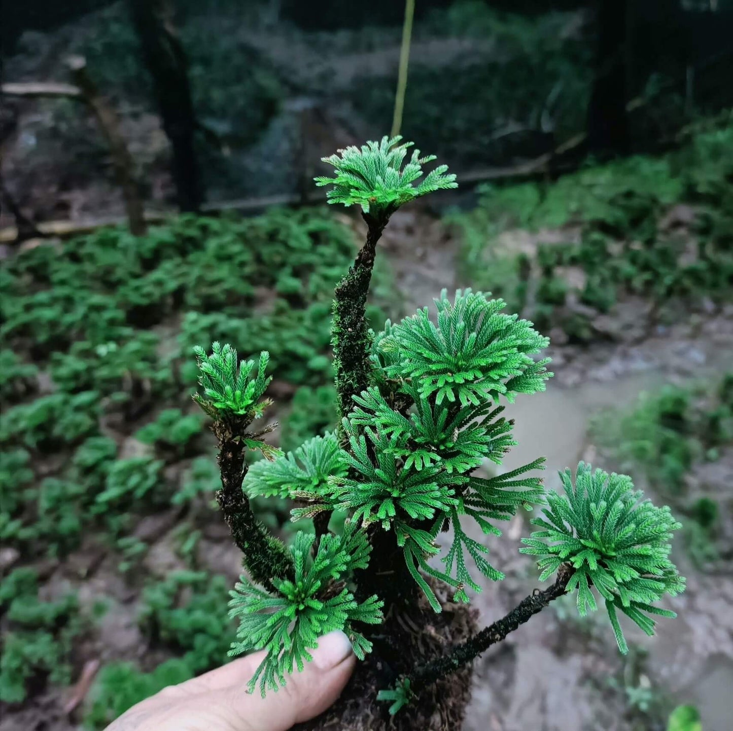 Selaginella tamariscina is an evergreen perennial plant native to China, Japan, Korea, India, the Philippines, the Russian Far East, Taiwan, and northern Thailand. It is known for its exceptional drought resistance, curling up into a tight ball when dry, and unfurling when water is available. This plant is perfect for use in terrariums and thrives in warm environments, with an ideal temperature of around 20°C.