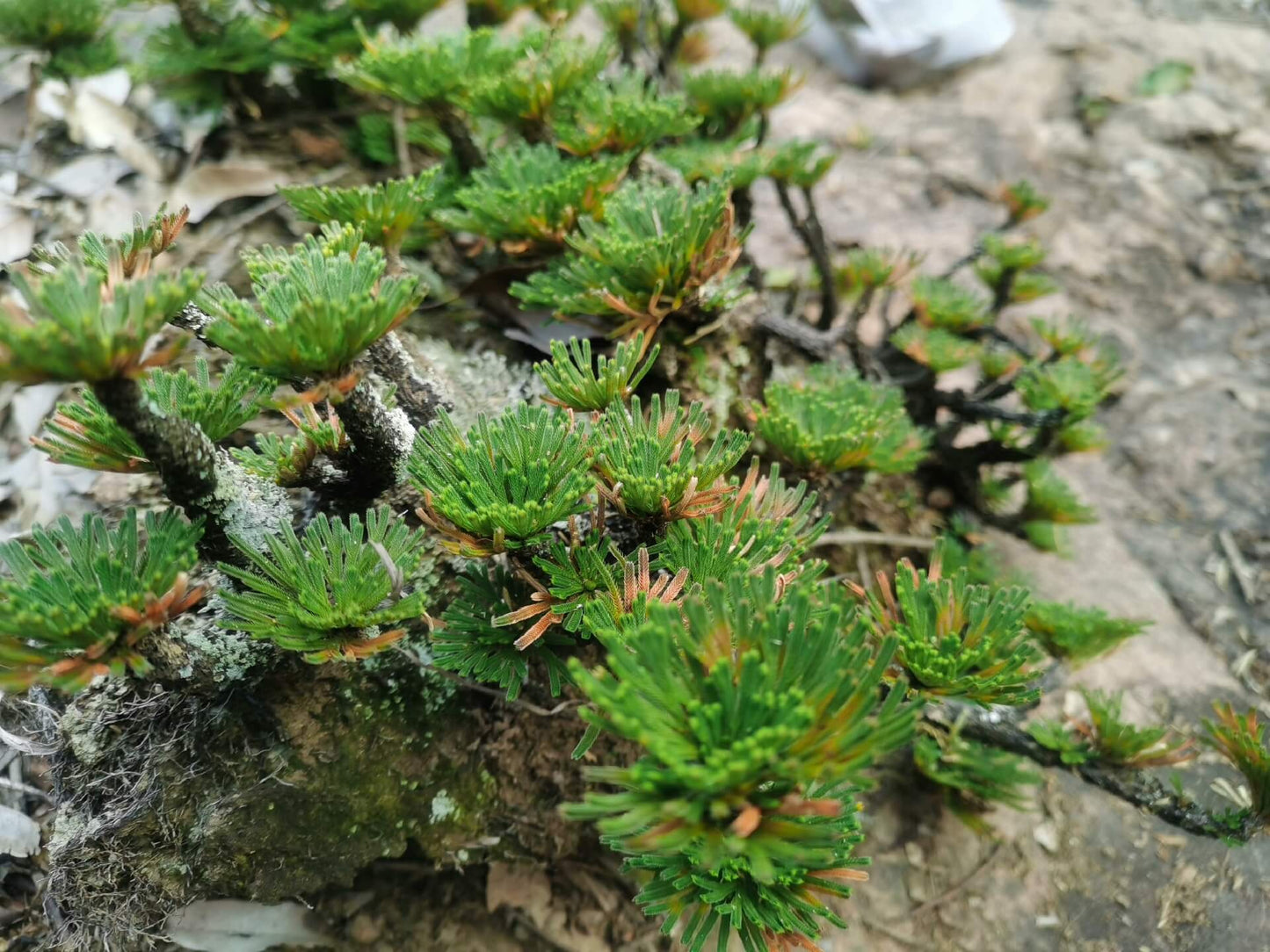 Selaginella tamariscina is an evergreen perennial plant native to China, Japan, Korea, India, the Philippines, the Russian Far East, Taiwan, and northern Thailand. It is known for its exceptional drought resistance, curling up into a tight ball when dry, and unfurling when water is available. This plant is perfect for use in terrariums and thrives in warm environments, with an ideal temperature of around 20°C.