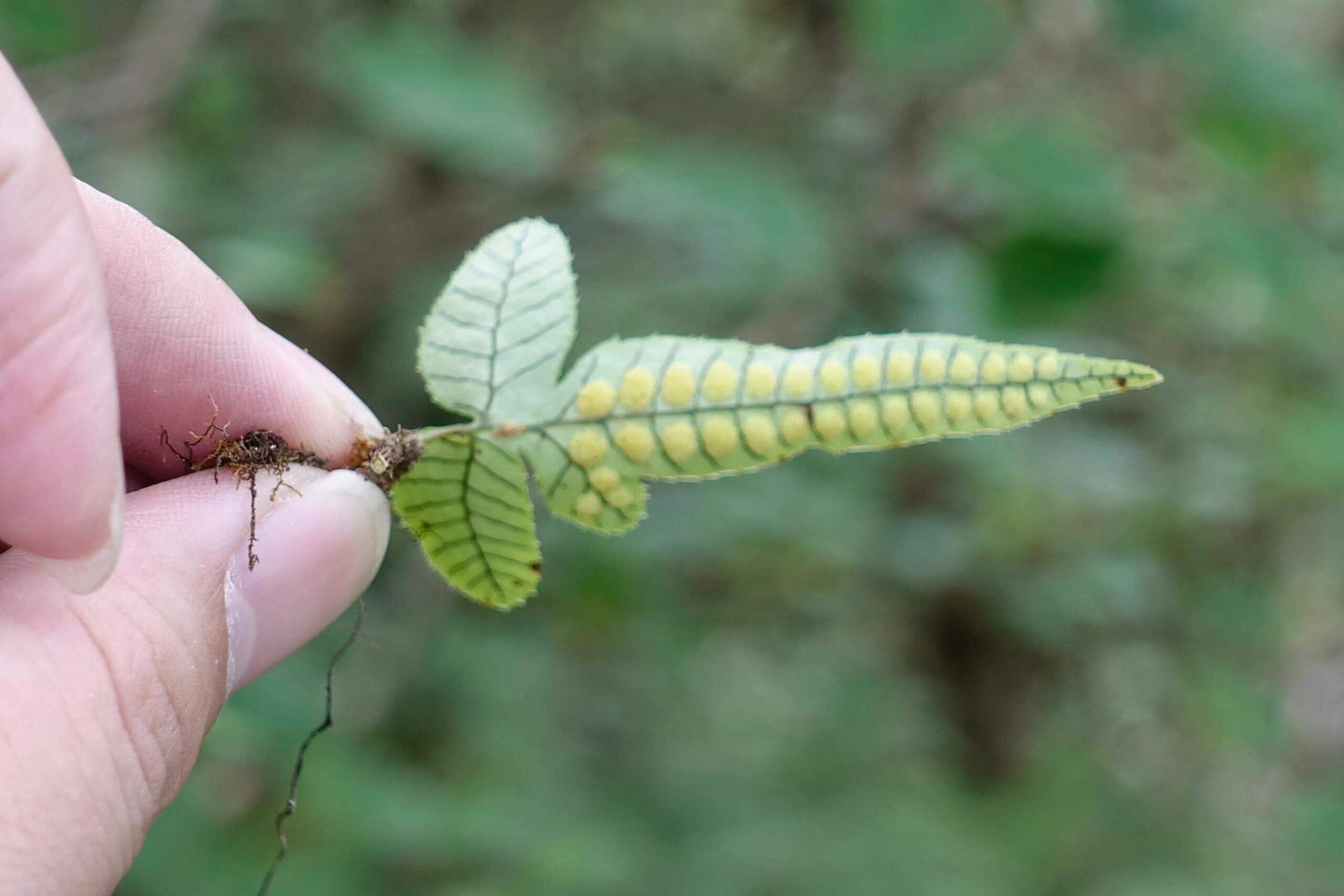Selliguea glaucopsis is a small, epiphytic fern native to the temperate regions of the Himalayas and southern China, including Sichuan and Yunnan. This fern thrives in humid, shaded environments, making it an ideal addition to terrariums or as a houseplant.