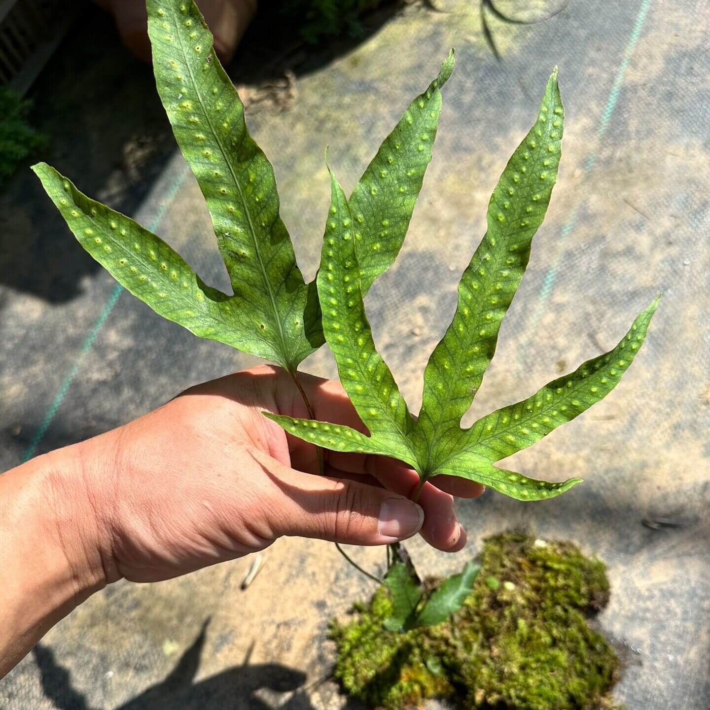 Selliguea hastata is a rhizomatous epiphytic or lithophytic fern native to East and Southeast Asia, including China, Japan, and the Philippines. It typically grows on rocks, tree trunks, or shaded forest slopes in humid environments. The fronds are leathery and variable in shape, often simple when young but becoming distinctly three-lobed (hastate) with maturity. The underside of the fronds bears round sori arranged between the veins, and the plant spreads slowly through creeping rhizomes.