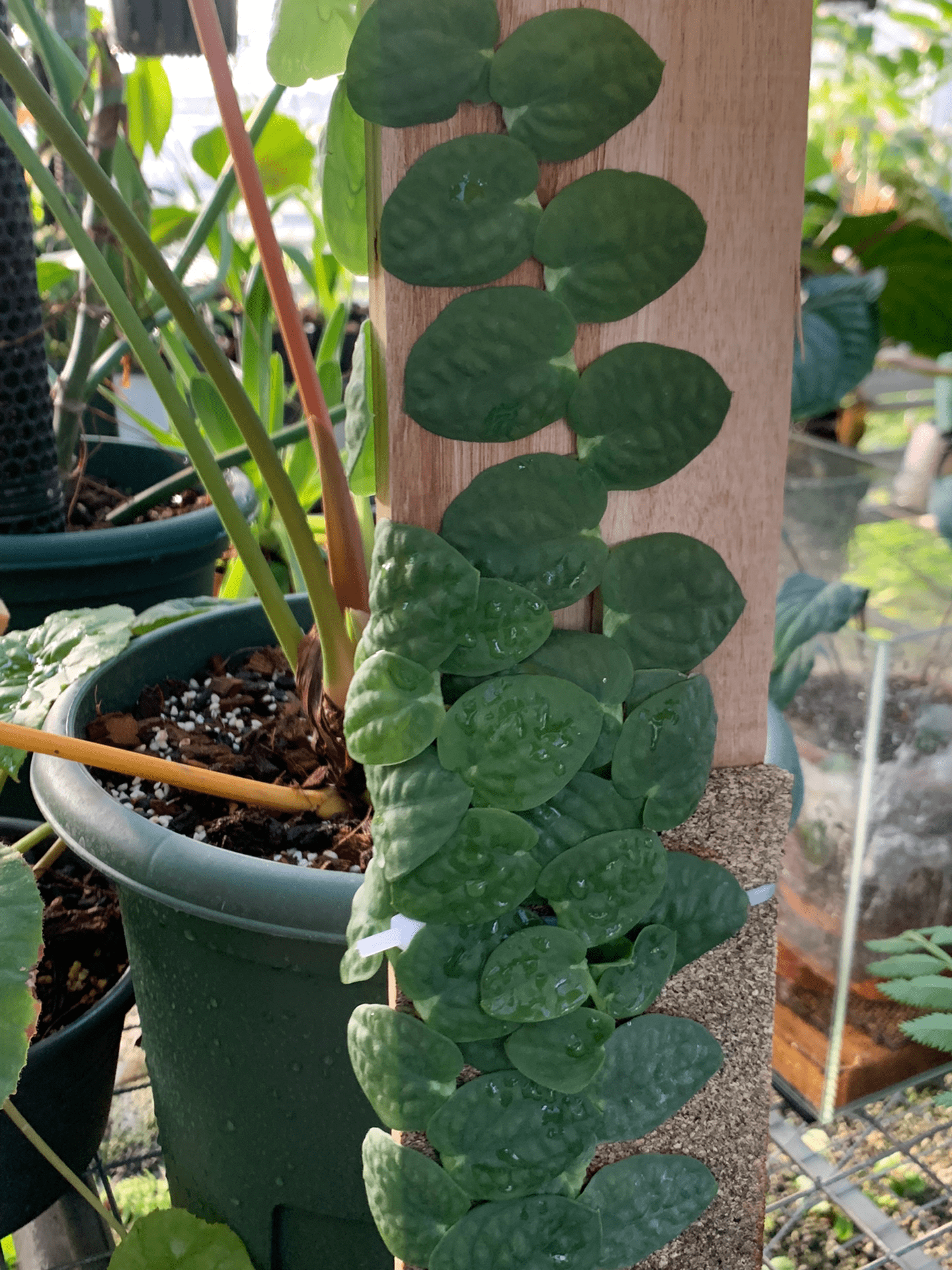 Rhaphidophora celatocaulis, commonly known as the shingle plant, is a rare and captivating aroid native to Southeast Asia, including Borneo, Sumatra, and the Philippines. This plant is renowned for its unique growth habit, where its leaves grow flat against surfaces, resembling shingles on a roof.