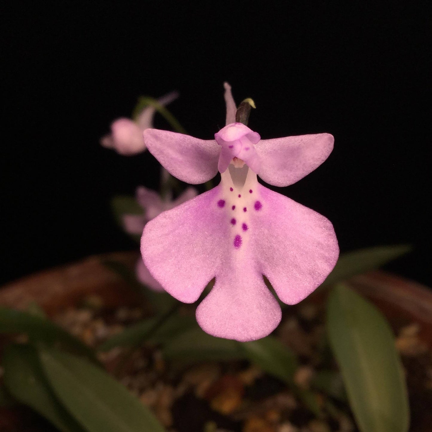 Shizhenia pinguicula (syn. Amitostigma pinguicula) is a rare terrestrial orchid species endemic to southeast China that grows from an ovoid tuber and typically produces a single basal leaf and one relatively large flower; in the wild it occurs on moist, rocky soils in forests, grasslands, and valleys at low elevations.