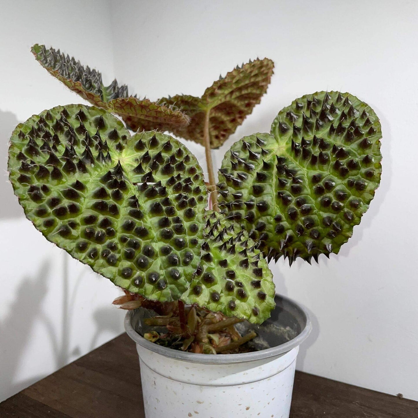 Begonia ferox, commonly known as the "Troll Begonia" or "Fierce Begonia," is a captivating species native to the limestone regions of Guangxi, China. It is renowned for its striking dark green leaves adorned with raised, blackish-brown conical structures called bullae, which give it a dramatic, spiky appearance. These bullae, though sharp in appearance, are actually soft to the touch.