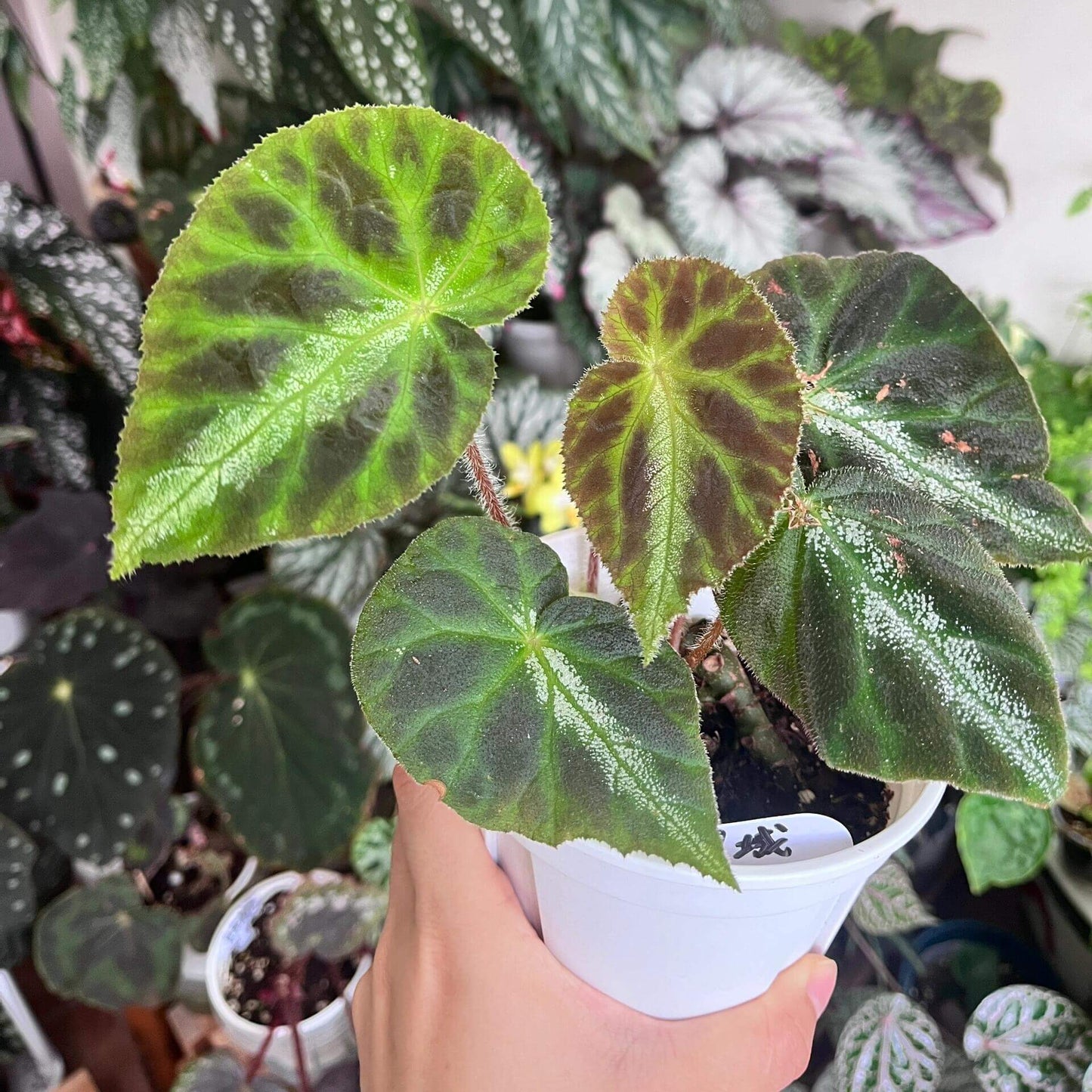 Begonia luochengensis is a stunning begonia species native to the Guangxi region of China. Its leaves are velvety and soft to the touch, with a texture that resembles the adorable ears of a small animal. These leaves are adorned with distinct veins and a plush fuzz, adding to their unique charm. The foliage features bold black patches, while a prominent white vein runs along the central axis from the leaf stalk to the tip, creating a striking contrast.