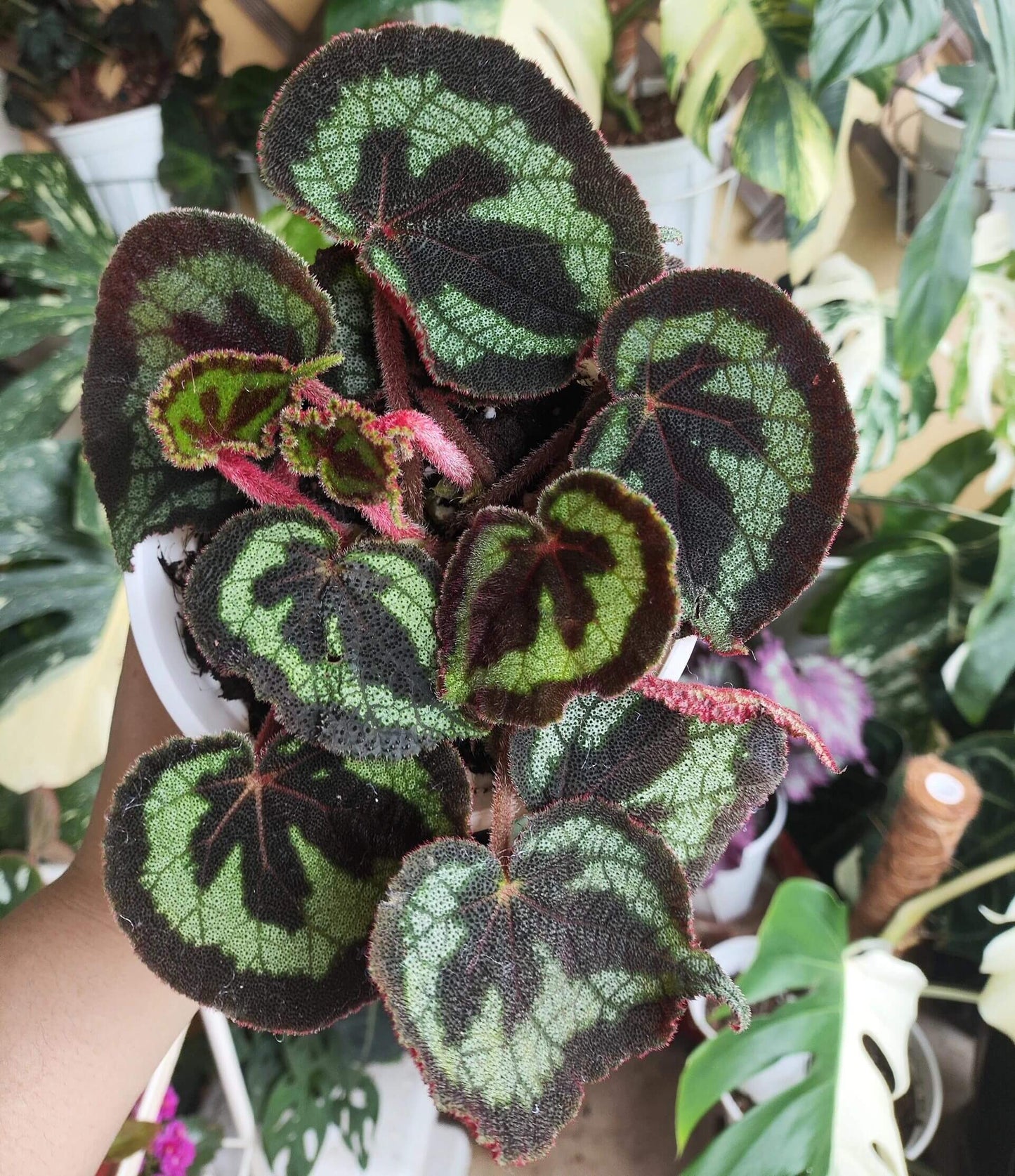 Begonia picturata is a unique rhizomatous begonia species native to the limestone regions of Guangxi, China. The leaf edges are gently wavy, and the underside of the leaves showcases a rich red color. The plant’s flower clusters feature white petals with yellow stamens, blooming between May and July.