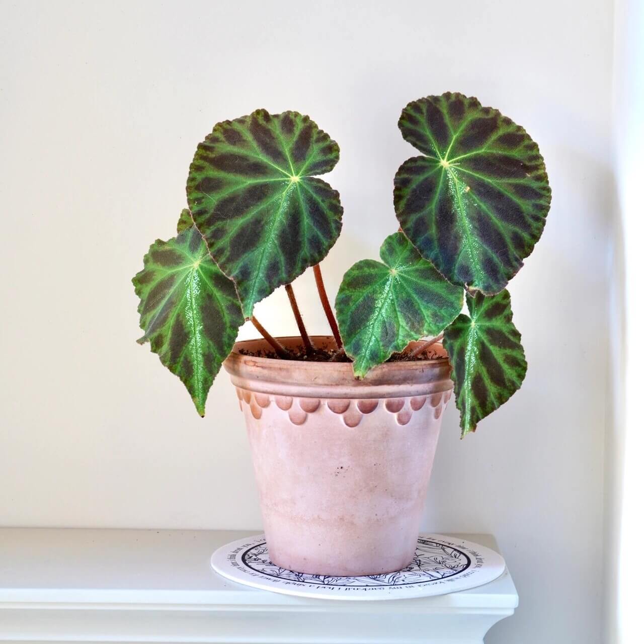 Begonia luochengensis is a stunning begonia species native to the Guangxi region of China. Its leaves are velvety and soft to the touch, with a texture that resembles the adorable ears of a small animal. These leaves are adorned with distinct veins and a plush fuzz, adding to their unique charm. The foliage features bold black patches, while a prominent white vein runs along the central axis from the leaf stalk to the tip, creating a striking contrast.