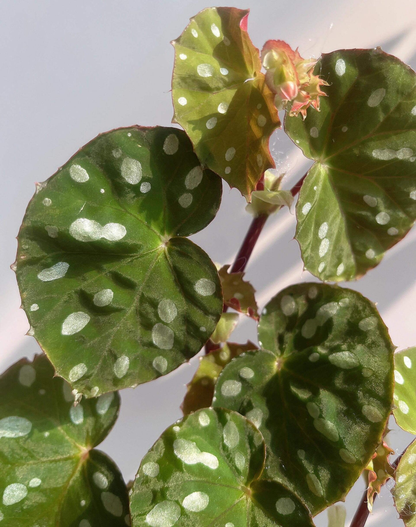 Origin: Native to Malaysia, Begonia jiewhoei thrives in tropical, subtropical environments. Known for its distinct, attractive foliage, this species is perfect for collectors and plant enthusiasts who appreciate unique, ornamental begonias. Features: Leaves: The plant boasts asymmetrical leaves that are a deep green, adorned with striking white or silver oval spots. The leaves also feature a delicate silver edge, enhancing their visual appeal.