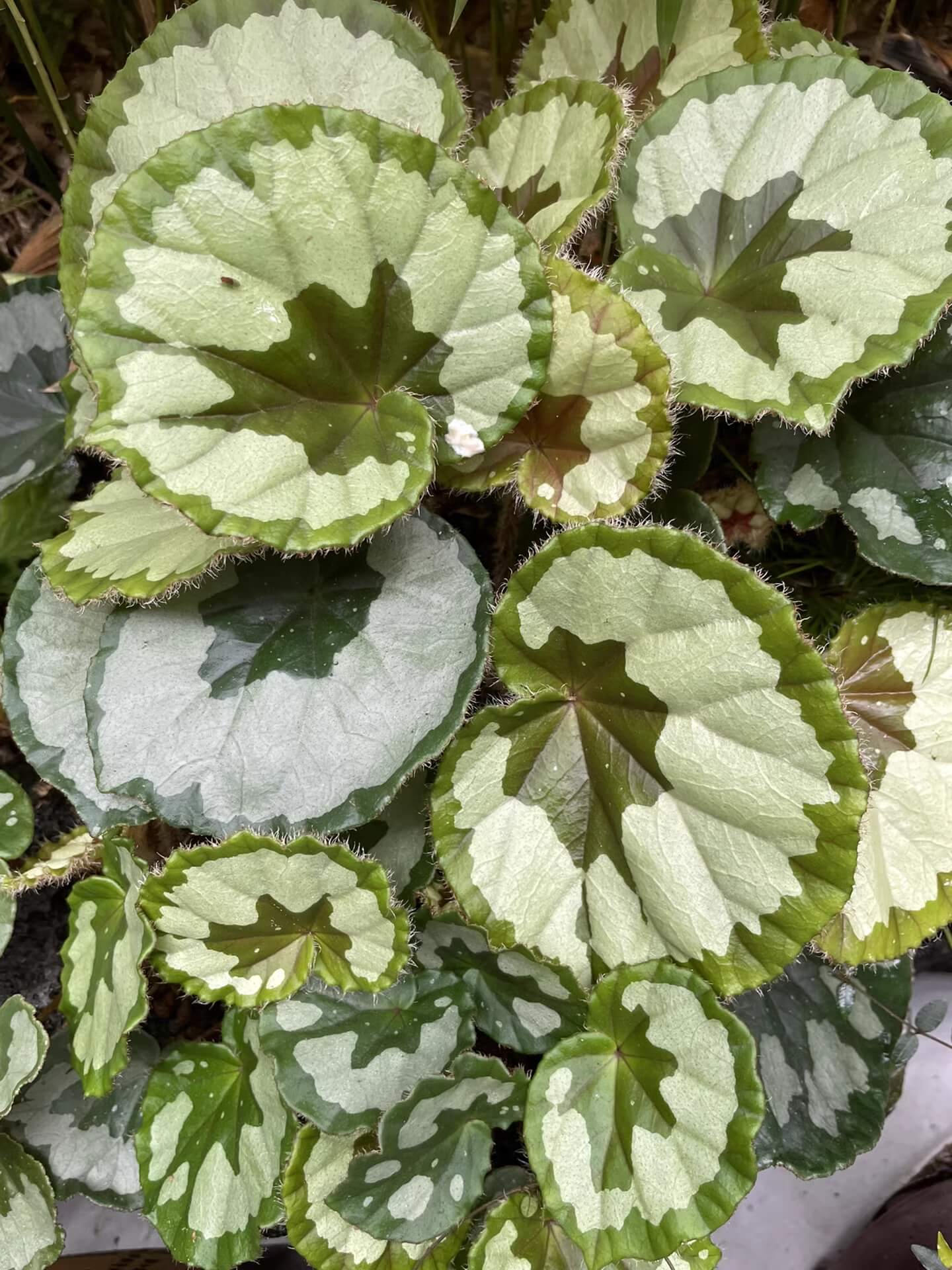 Begonia jingxiensis var. mashanica is a rare, rhizomatous perennial from the limestone hills and cave mouths of Guangxi, China. It grows by means of creeping underground stems that root at each node, sending up nearly circular, peltate leaves with softly scalloped edges and a fine fringe of hairs. Each leaf bears bold, irregular patches of pale silvery-green set against a deep green background, and new shoots sometimes show a muted bronze flush before settling into mature tones.