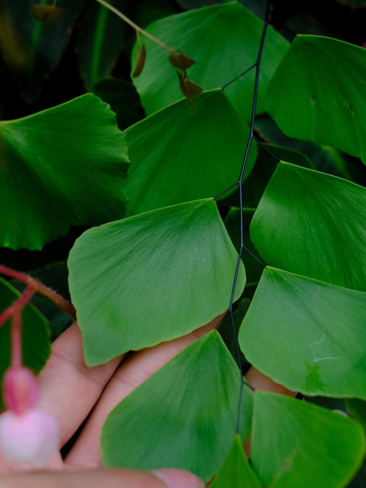 Adiantum peruvianum, commonly known as the Silver Dollar Fern, is a striking fern native to the humid tropical regions of South America. This fern is celebrated for its large, flat, fan-shaped leaflets that emerge with a soft pink hue, transitioning to a silvery-green and eventually to a deep green as they mature.