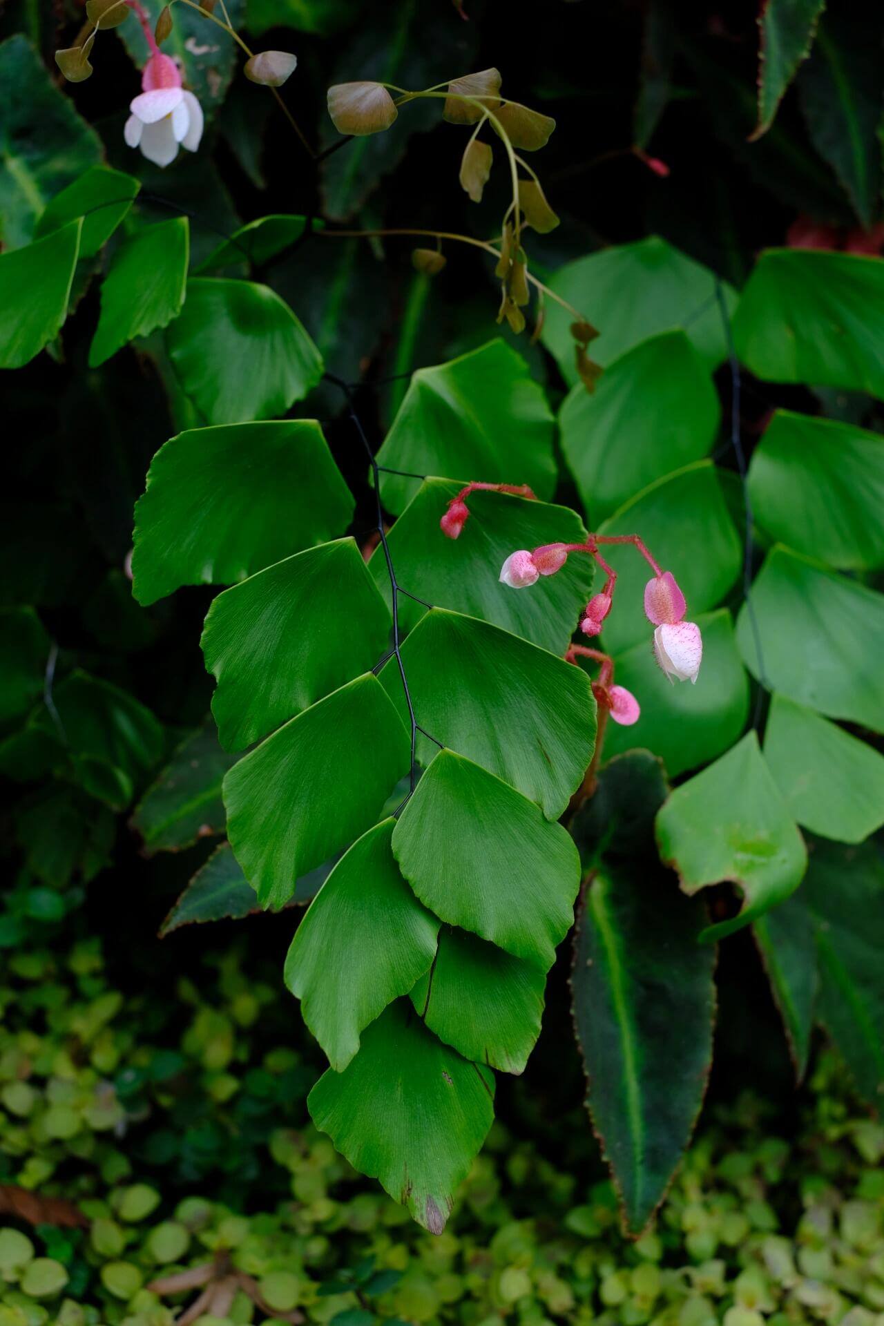 Adiantum peruvianum, commonly known as the Silver Dollar Fern, is a striking fern native to the humid tropical regions of South America. This fern is celebrated for its large, flat, fan-shaped leaflets that emerge with a soft pink hue, transitioning to a silvery-green and eventually to a deep green as they mature.