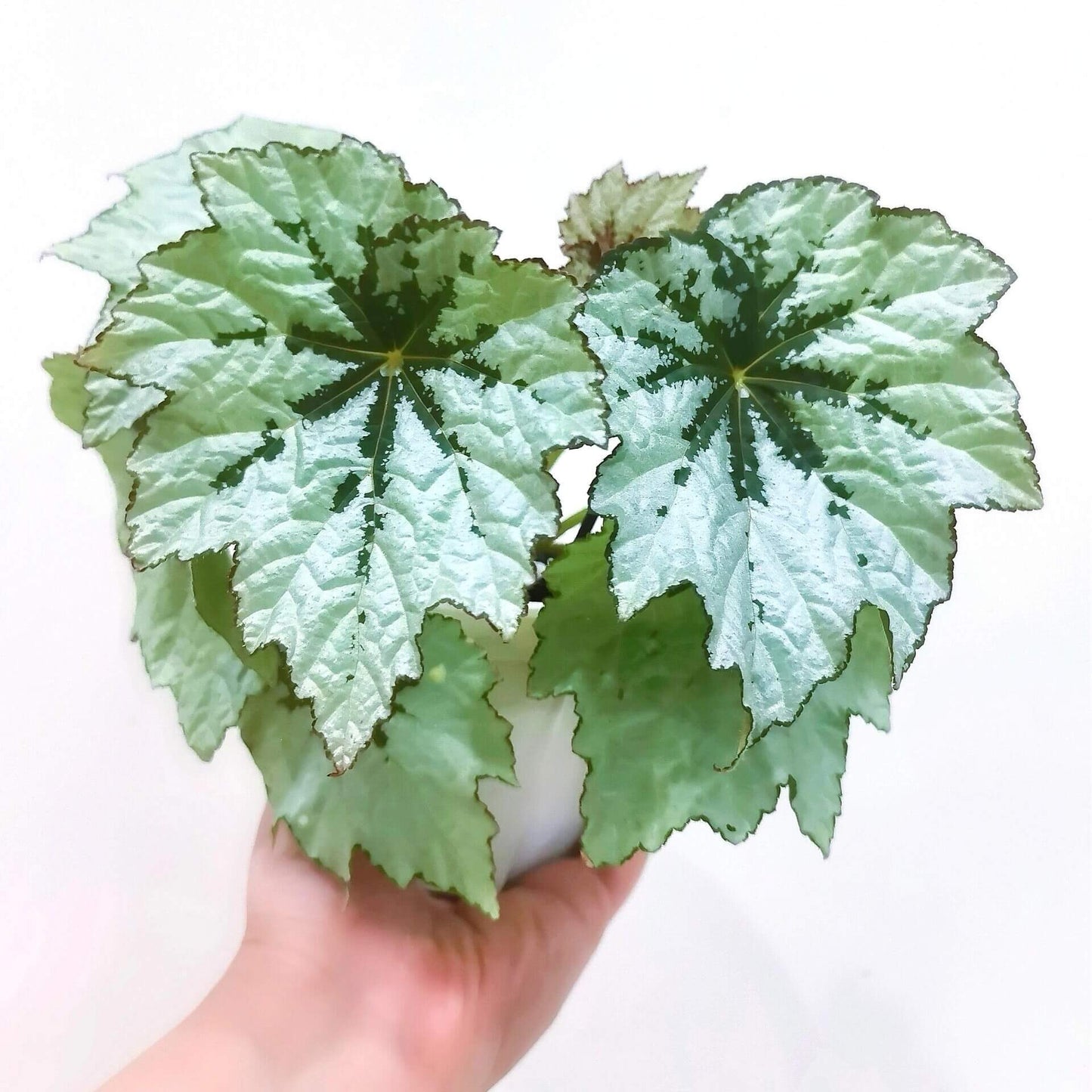 Begonia Holiday Snowflake is a beautiful and unique variety of begonia, known for its striking, snowflake-like pattern on its leaves. This evergreen plant features silvery-white leaves with deep green centers and delicate white edges, creating a frost-like effect that adds charm to any indoor space. With its festive appearance, Begonia Holiday Snowflake is perfect for brightening up your home during the holiday season and beyond.