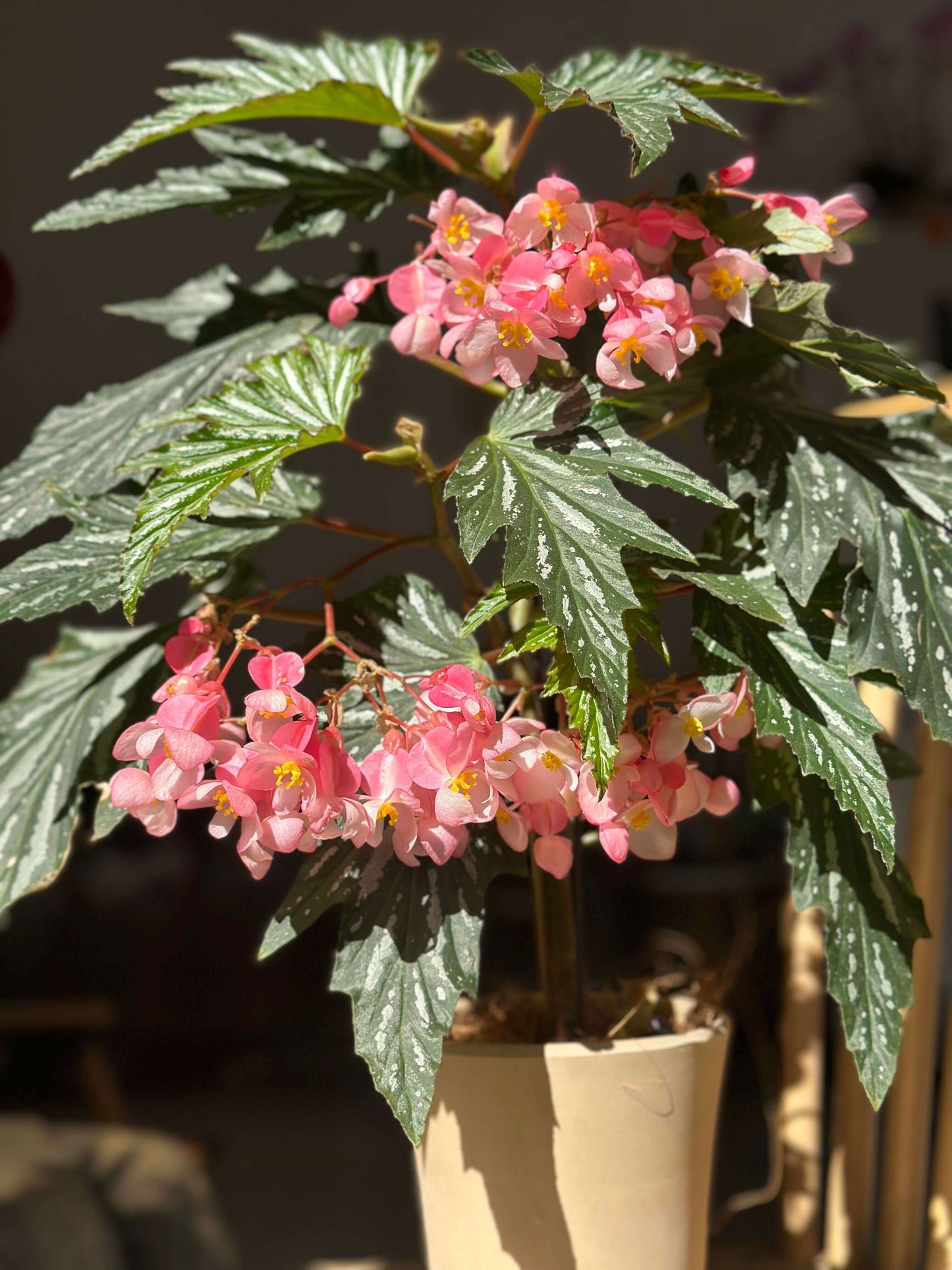 Begonia ‘Sophie Cecile’ (also known as ‘Sophia’ in some contexts) is a striking cane-stem or “angel wing” begonia cultivar first created by hybridizer Belva Nelson Kusler in 1961, via a cross between Begonia ‘Lenore Olivier’ and Begonia aconitifolia.