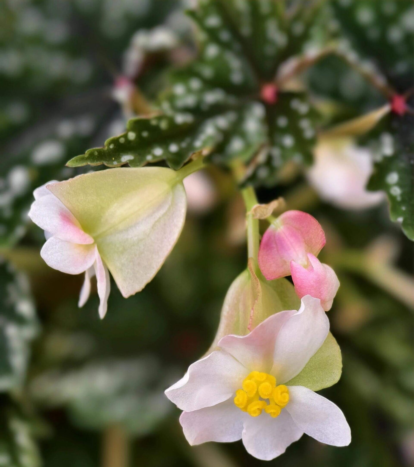 Begonia 'Izumo no Kiraboshi' is a hybrid begonia cultivar from Japan, characterized by dark green leaves dotted with white spots. The leaves are small and pointed, with slightly serrated, cut-like edges, and their undersides show a vibrant purple-red hue.