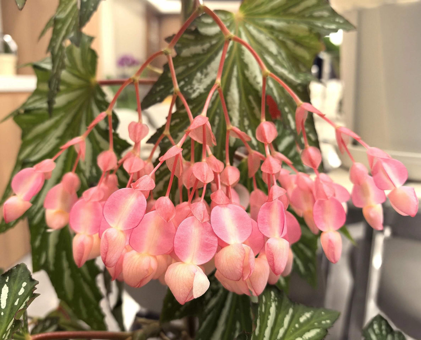 Begonia ‘Sophie Cecile’ (also known as ‘Sophia’ in some contexts) is a striking cane-stem or “angel wing” begonia cultivar first created by hybridizer Belva Nelson Kusler in 1961, via a cross between Begonia ‘Lenore Olivier’ and Begonia aconitifolia.