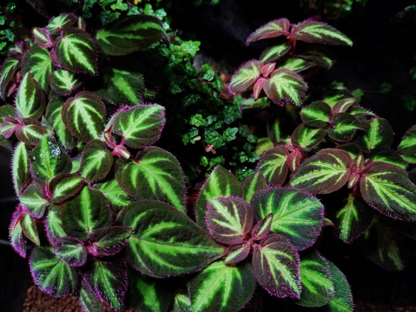 Sonerila aff. pulchella is a rare and captivating plant native to Malaysia, belonging to the Melastomataceae family. The leaves of Sonerila aff. pulchella are primarily a rich green, with the central veins or midrib showing lighter green hues. The edges of the leaves are adorned with soft pink fuzz, which adds a delicate touch and enhances the plant's overall aesthetic. The combination of deep green, light central tones, and pink fuzzy edges gives this plant a striking, multi-dimensional appearance.