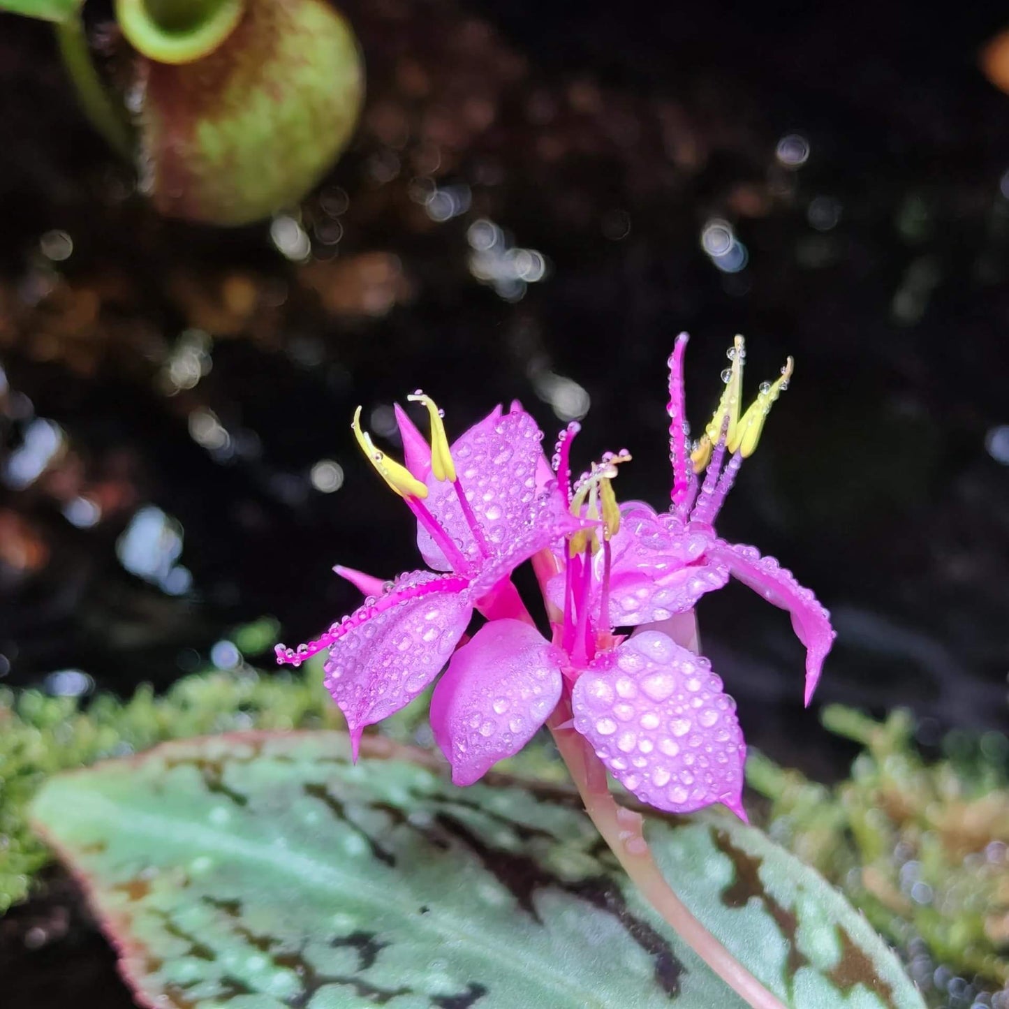 Sonerila dongii is a rare and beautiful plant native to Vietnam, belonging to the Melastomataceae family. It was once mistakenly identified as Sonerila cantonensis but was officially recognized as a separate species in 2024.