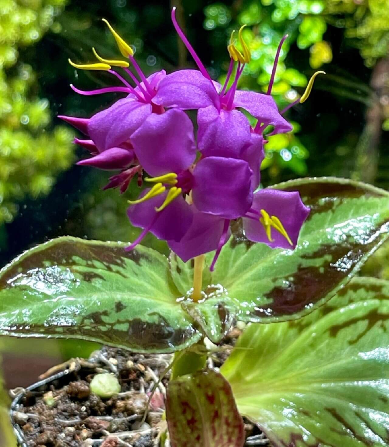 Sonerila dongii is a rare and beautiful plant native to Vietnam, belonging to the Melastomataceae family. It was once mistakenly identified as Sonerila cantonensis but was officially recognized as a separate species in 2024.