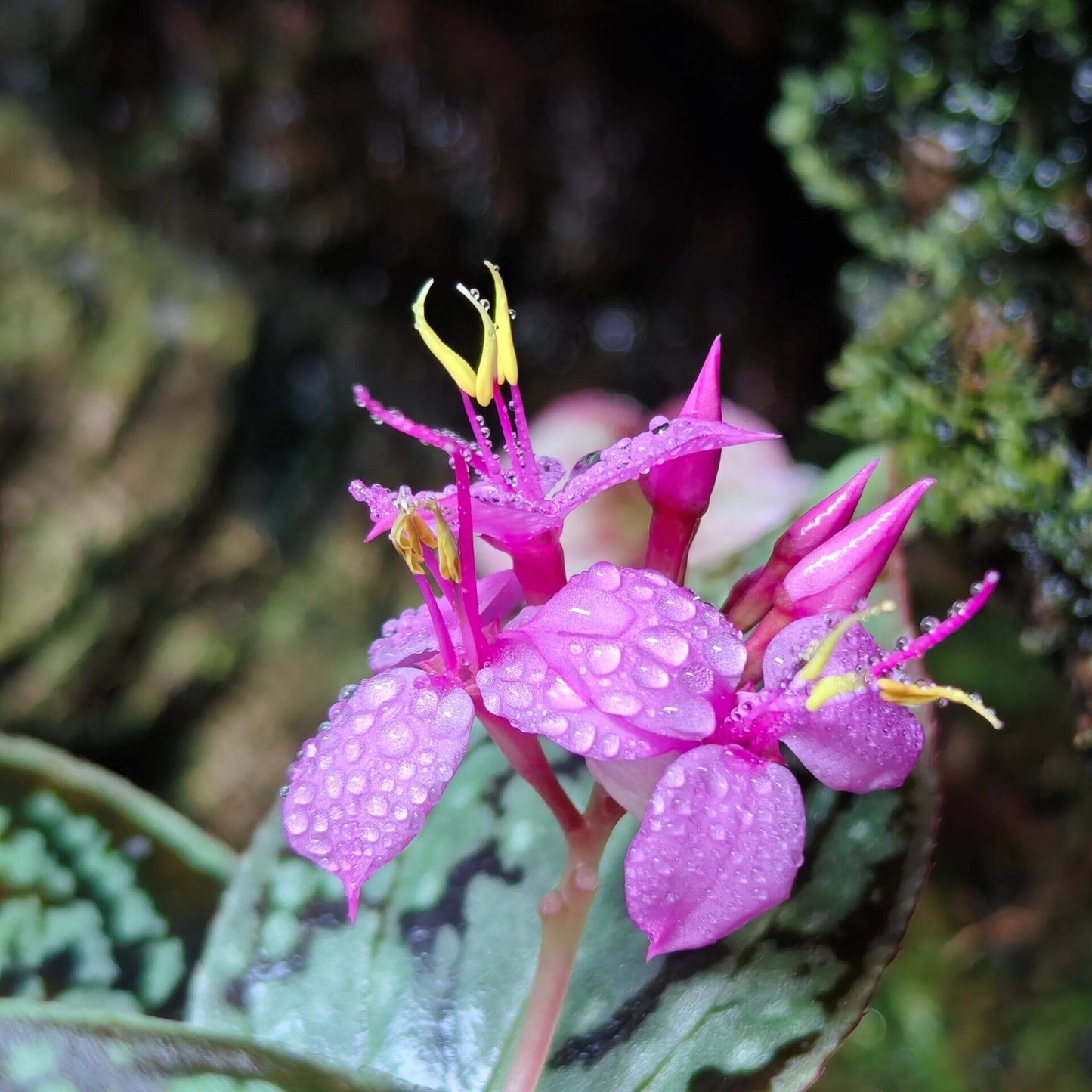 Sonerila dongii is a rare and beautiful plant native to Vietnam, belonging to the Melastomataceae family. It was once mistakenly identified as Sonerila cantonensis but was officially recognized as a separate species in 2024.