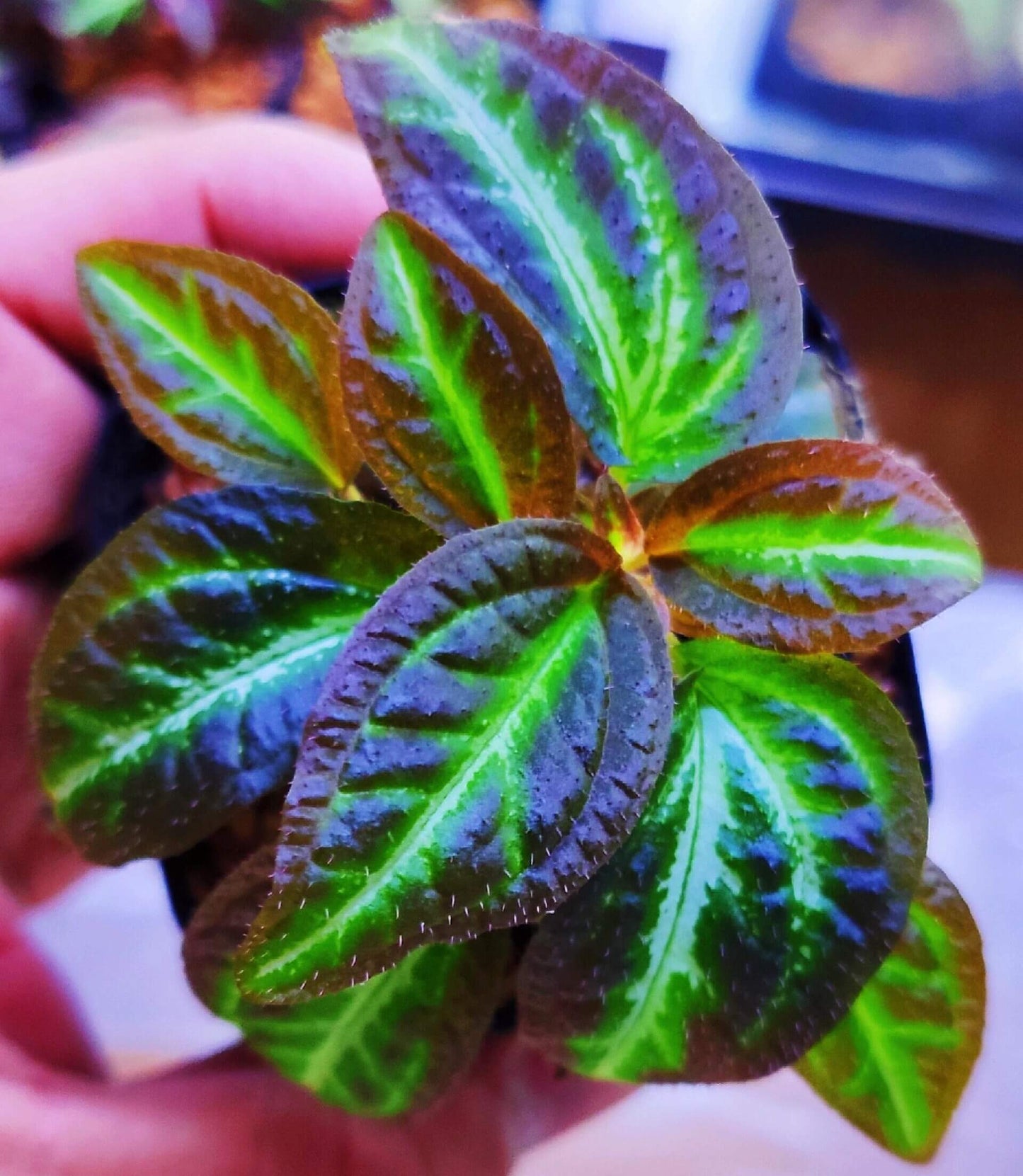 Sonerila sp. Brown Leaf Green Stripe features stunning lobe-shaped leaves that are deep brown with striking green stripes running from the base to the tip. The leaves are beautifully textured, with fine details that create a vibrant contrast between the rich brown edges and the bright green veins. This slow-growing plant adds a touch of elegance to any space, especially when displayed in a mounted or terrarium setup, where its unique leaf pattern can truly shine.