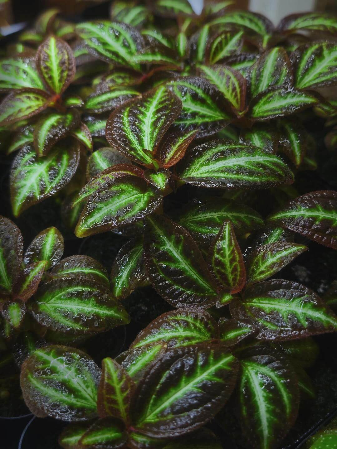 Sonerila sp. Brown Leaf Green Stripe features stunning lobe-shaped leaves that are deep brown with striking green stripes running from the base to the tip. The leaves are beautifully textured, with fine details that create a vibrant contrast between the rich brown edges and the bright green veins. This slow-growing plant adds a touch of elegance to any space, especially when displayed in a mounted or terrarium setup, where its unique leaf pattern can truly shine.