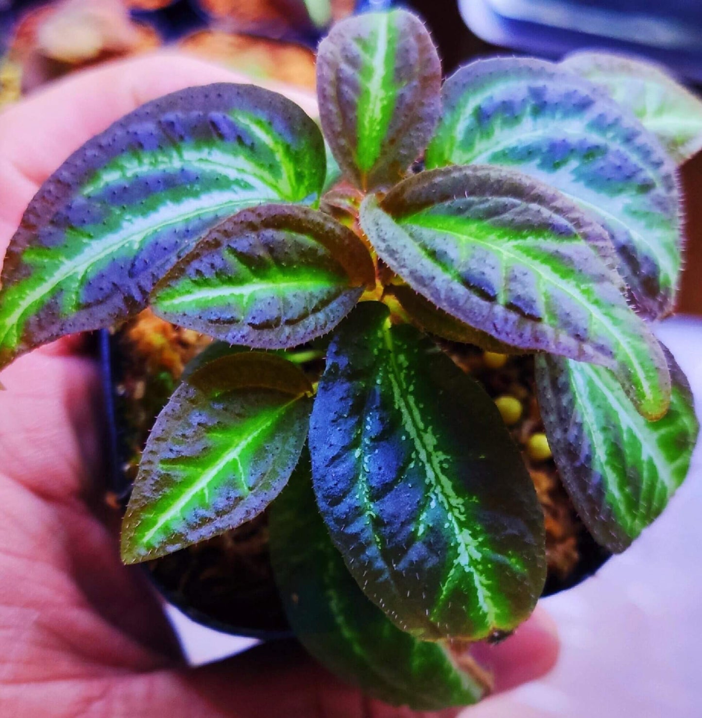 Sonerila sp. Brown Leaf Green Stripe features stunning lobe-shaped leaves that are deep brown with striking green stripes running from the base to the tip. The leaves are beautifully textured, with fine details that create a vibrant contrast between the rich brown edges and the bright green veins. This slow-growing plant adds a touch of elegance to any space, especially when displayed in a mounted or terrarium setup, where its unique leaf pattern can truly shine.