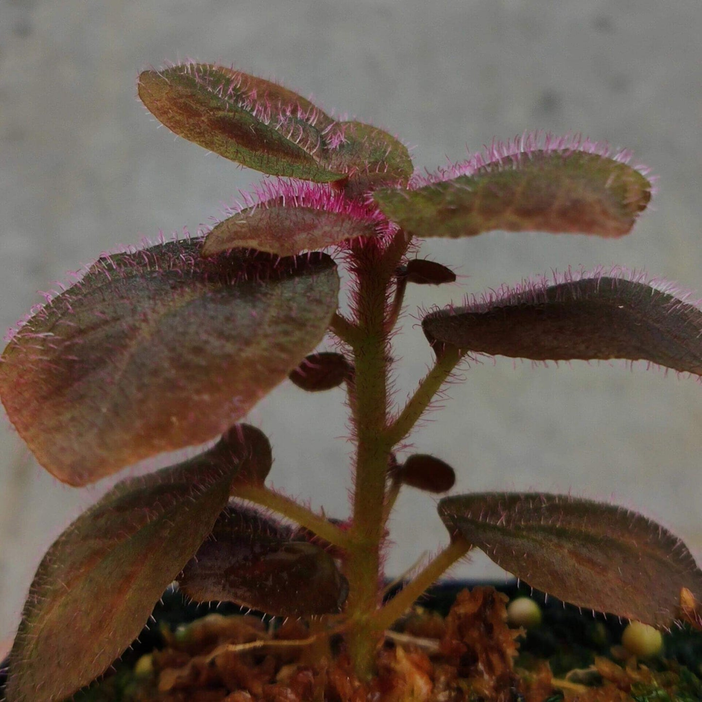 Sonerila sp. Brown Leaf Pink Fuzz Kalimantan is native to Borneo. The plant features predominantly brown leaves, which take on a pinkish hue in certain environments. The surface of the leaves is covered with fine, pink fuzz, adding a soft texture and unique appeal. While not exactly a "lobe" Sonerila, it belongs to a similar clade, making it a slow-growing species.