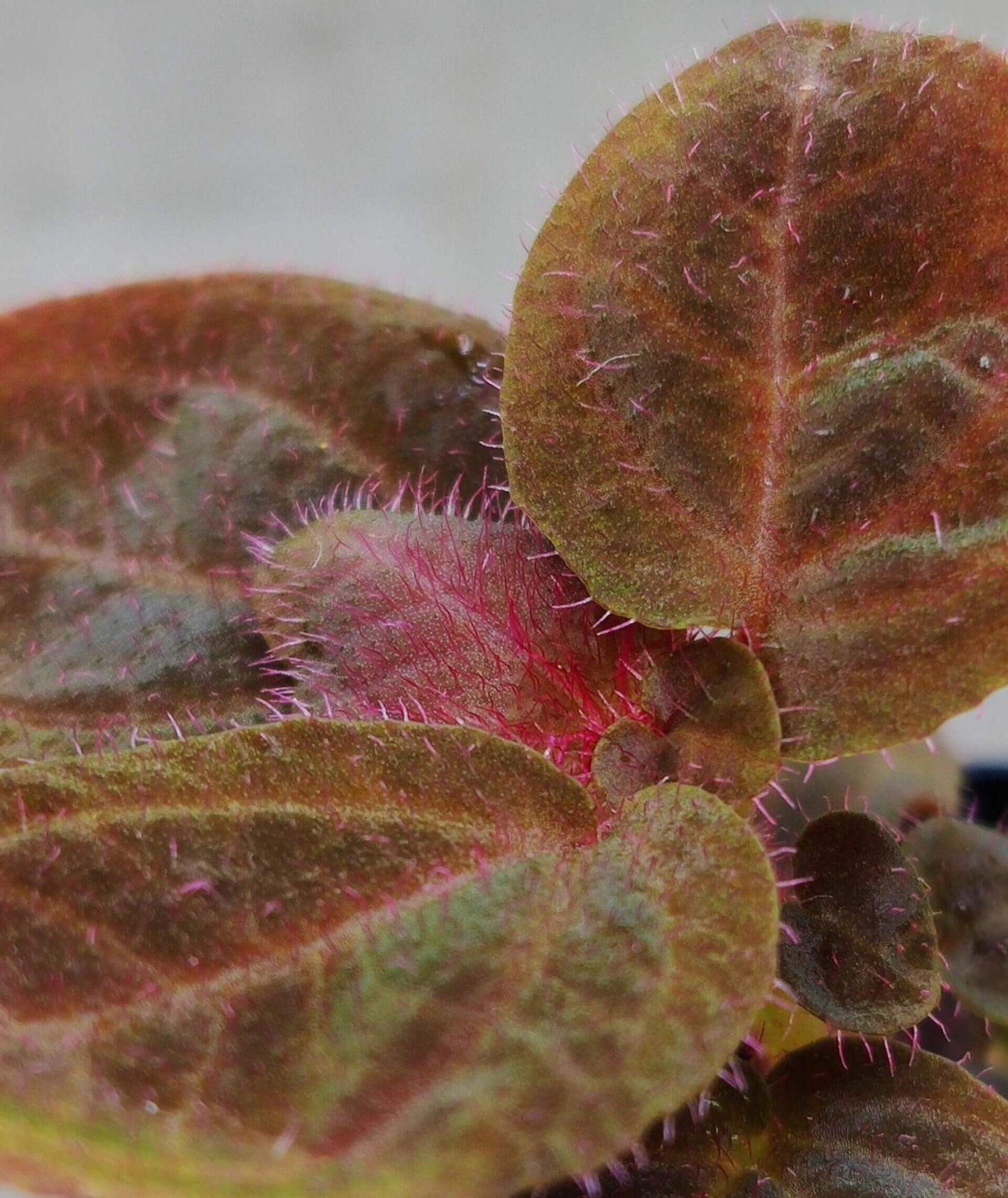 Sonerila sp. Brown Leaf Pink Fuzz Kalimantan is native to Borneo. The plant features predominantly brown leaves, which take on a pinkish hue in certain environments. The surface of the leaves is covered with fine, pink fuzz, adding a soft texture and unique appeal. While not exactly a "lobe" Sonerila, it belongs to a similar clade, making it a slow-growing species.