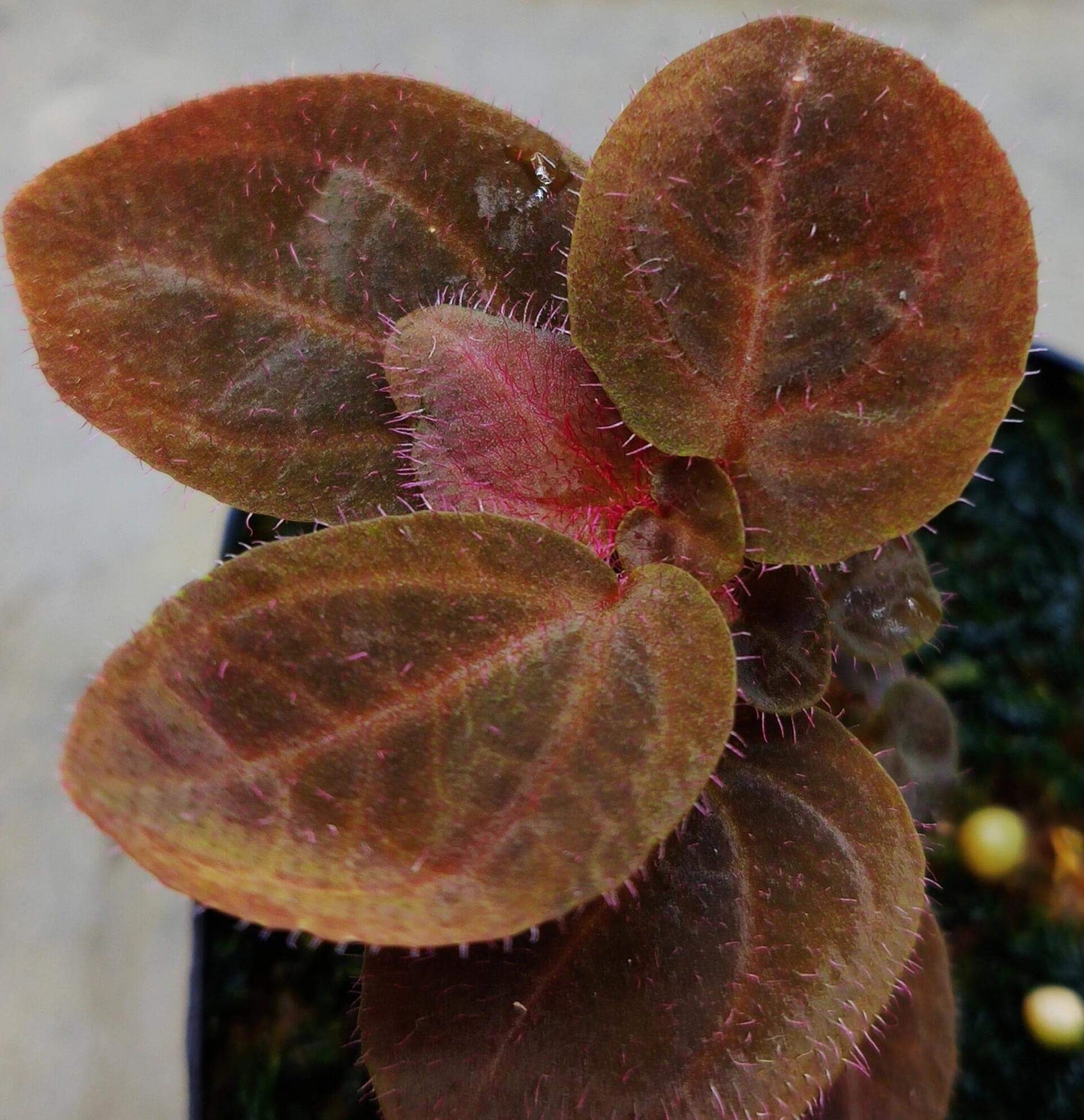 Sonerila sp. Brown Leaf Pink Fuzz Kalimantan is native to Borneo. The plant features predominantly brown leaves, which take on a pinkish hue in certain environments. The surface of the leaves is covered with fine, pink fuzz, adding a soft texture and unique appeal. While not exactly a "lobe" Sonerila, it belongs to a similar clade, making it a slow-growing species.