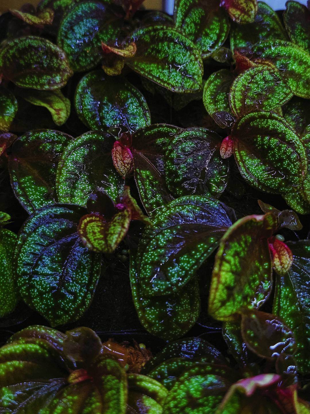 Sonerila sp. Green Galaxy, native to Borneo, features beautiful lobe-shaped leaves and blooms more frequently than other lobe species. It has slow growth, with leaves reaching over 6 inches in length. This plant looks stunning when mounted, with its leaves hanging down, and it also grows exceptionally well as a foreground plant.