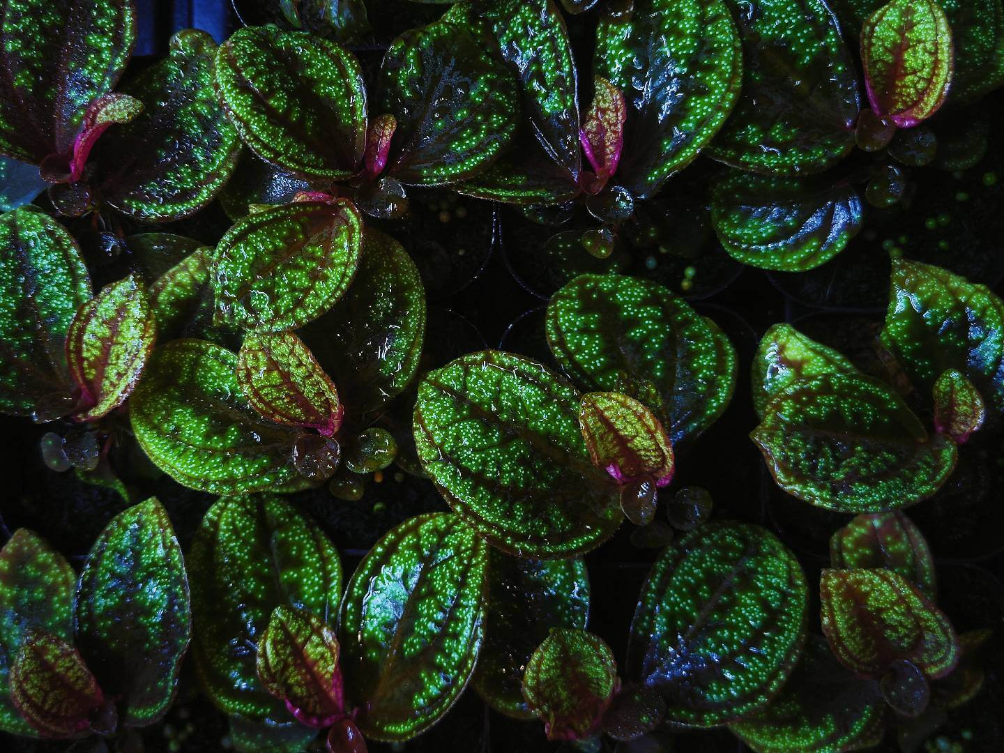 Sonerila sp. Green Galaxy, native to Borneo, features beautiful lobe-shaped leaves and blooms more frequently than other lobe species. It has slow growth, with leaves reaching over 6 inches in length. This plant looks stunning when mounted, with its leaves hanging down, and it also grows exceptionally well as a foreground plant.