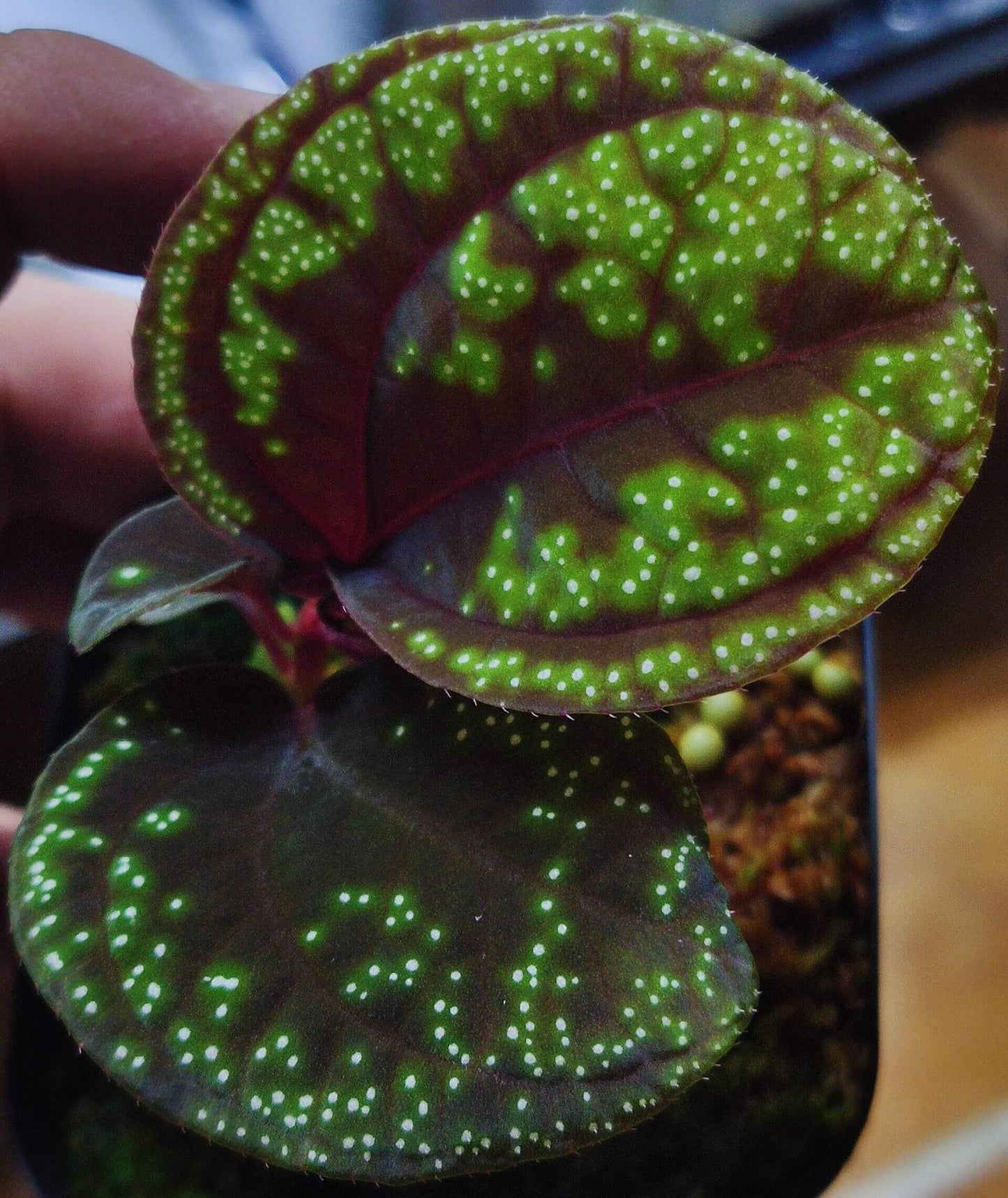 Sonerila sp. Green Galaxy, native to Borneo, features beautiful lobe-shaped leaves and blooms more frequently than other lobe species. It has slow growth, with leaves reaching over 6 inches in length. This plant looks stunning when mounted, with its leaves hanging down, and it also grows exceptionally well as a foreground plant.