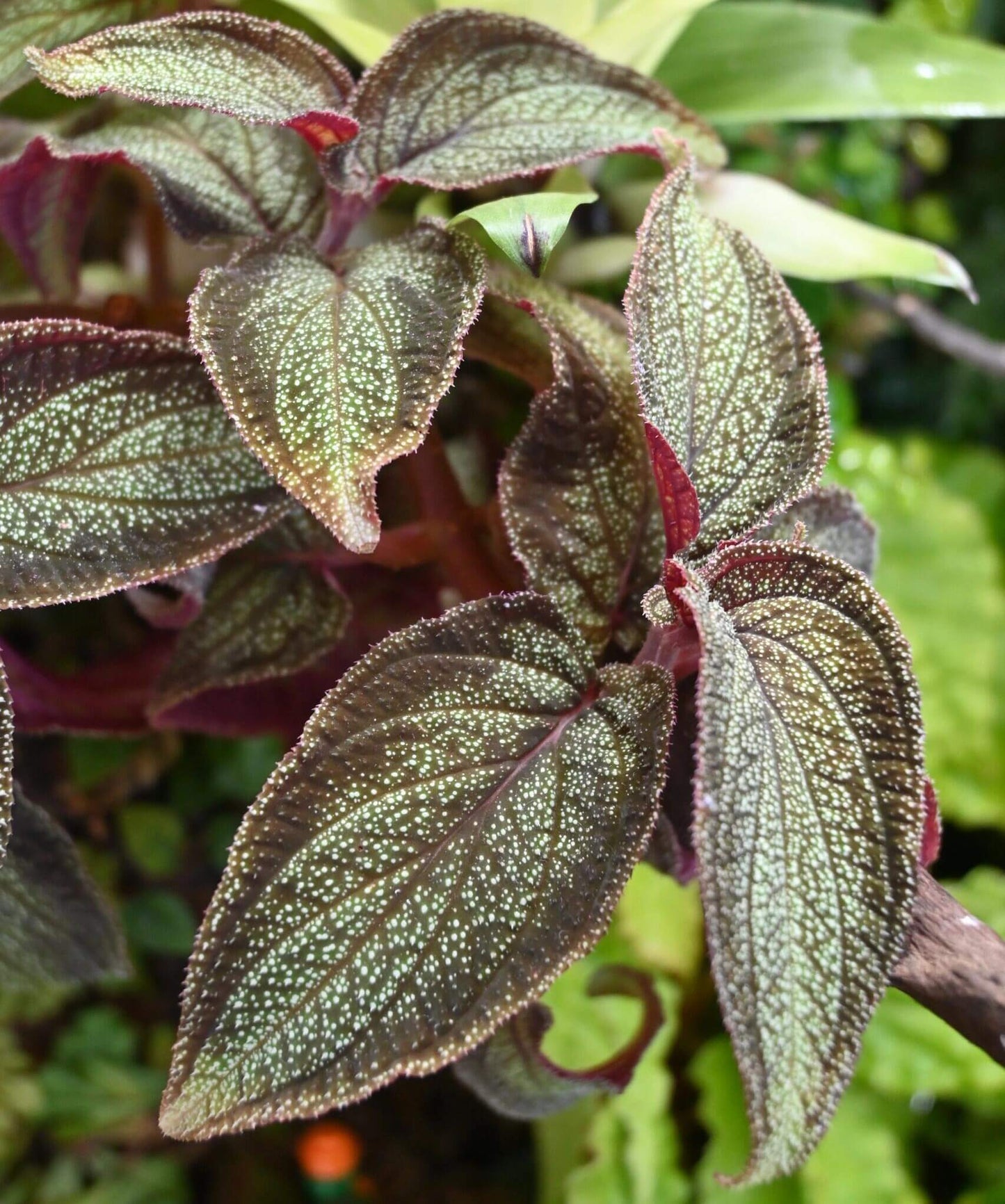 Sonerila sp. Phitsanulok is a rare and captivating plant native to the Phitsanulok region of Thailand. This species is part of the Melastomataceae family and is highly sought after by plant collectors due to its striking leaf patterns and vibrant colors. The plant features deep green to purple leaves with prominent veins that create a beautiful contrast, making it a standout in any collection.