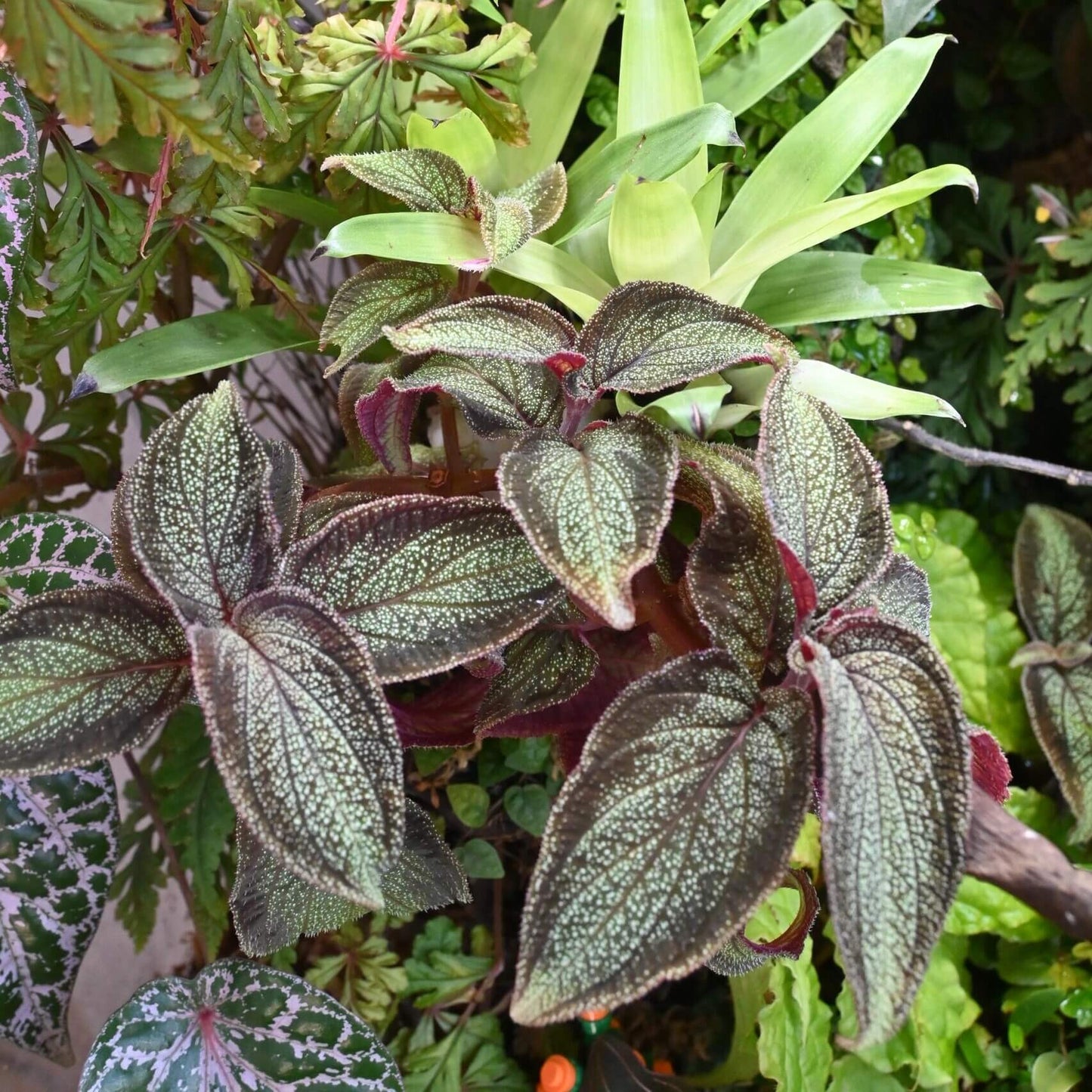 Sonerila sp. Phitsanulok is a rare and captivating plant native to the Phitsanulok region of Thailand. This species is part of the Melastomataceae family and is highly sought after by plant collectors due to its striking leaf patterns and vibrant colors. The plant features deep green to purple leaves with prominent veins that create a beautiful contrast, making it a standout in any collection.