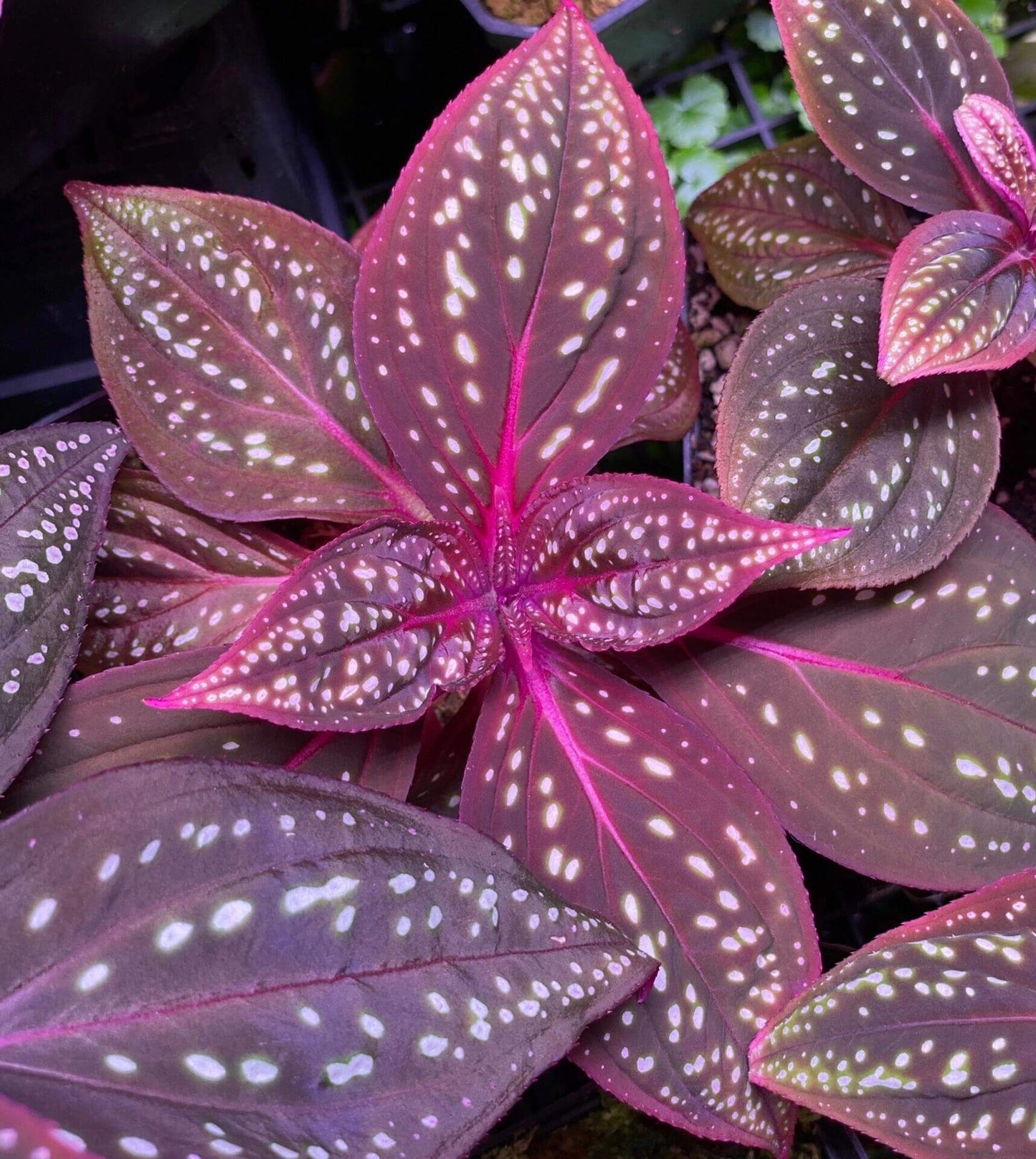 Sonerila sp. Red Veins White Spots, native to Borneo, features long-elliptical, brown leaves with striking red veins and white spots across the surface. This plant thrives in high-humidity environments, making it perfect for terrariums, where it can flourish under controlled conditions with consistent moisture and indirect light.