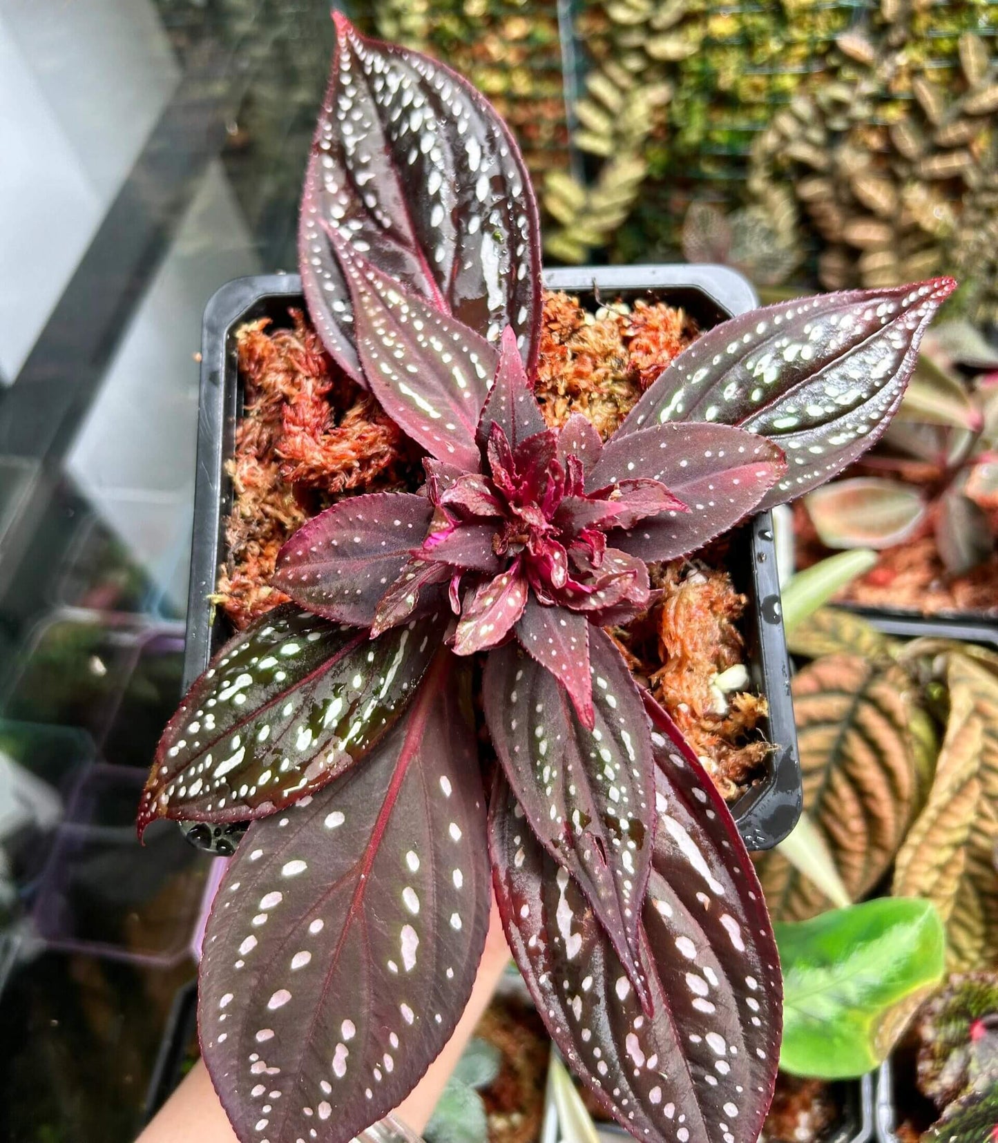 Sonerila sp. Red Veins White Spots, native to Borneo, features long-elliptical, brown leaves with striking red veins and white spots across the surface. This plant thrives in high-humidity environments, making it perfect for terrariums, where it can flourish under controlled conditions with consistent moisture and indirect light.