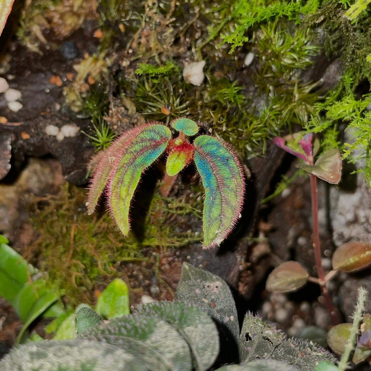 Sonerila sp. Tepuai is a stunning species native to West Kalimantan, Indonesia. This miniature plant features vibrant green leaves with intricate red and black veins that create a beautiful net-like pattern on the surface. The leaves are also covered in soft, pinkish-purple fuzz, adding to its unique appearance.