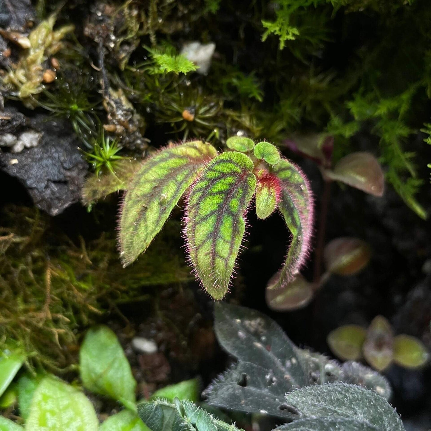 Sonerila sp. Tepuai is a stunning species native to West Kalimantan, Indonesia. This miniature plant features vibrant green leaves with intricate red and black veins that create a beautiful net-like pattern on the surface. The leaves are also covered in soft, pinkish-purple fuzz, adding to its unique appearance.