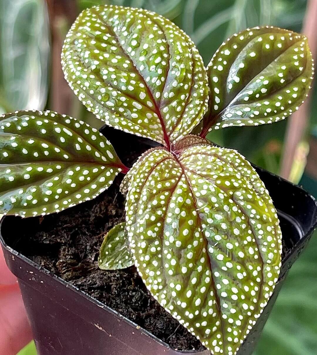 Sonerila sp. White Spots features deep green leaves covered with tiny white spots, creating a unique and striking visual effect. The white spots contrast vividly against the green backdrop of the leaves, resembling stars scattered across the night sky, making it quite captivating. This plant is especially well-suited for humid environments, such as terrariums, where it can truly shine.