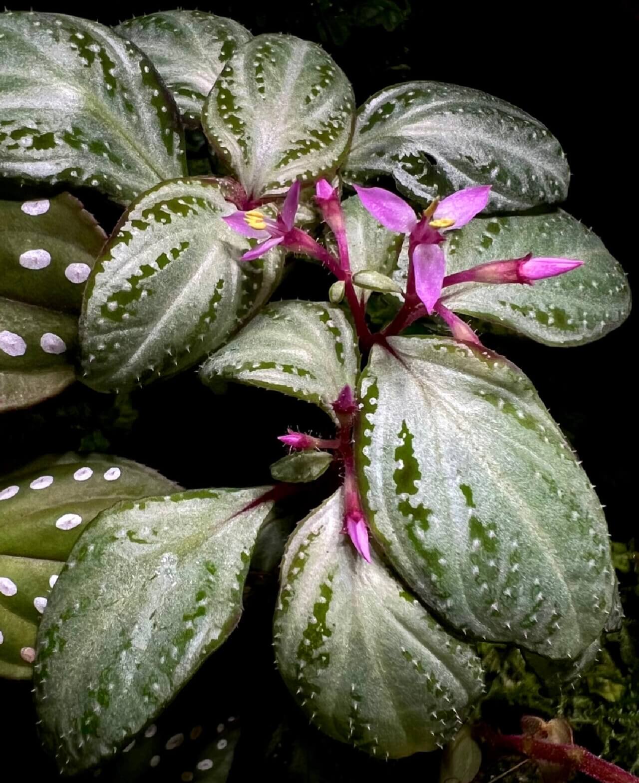 Sonerila sp. White Swan has green leaves adorned with striking white spots and patterns, resembling the feathers of a swan, making them uniquely beautiful. The surface of the leaves is covered with fine fuzz, giving them a soft and delicate texture. This distinctive leaf structure not only makes the plant highly ornamental but also adds an elegant touch to any space.