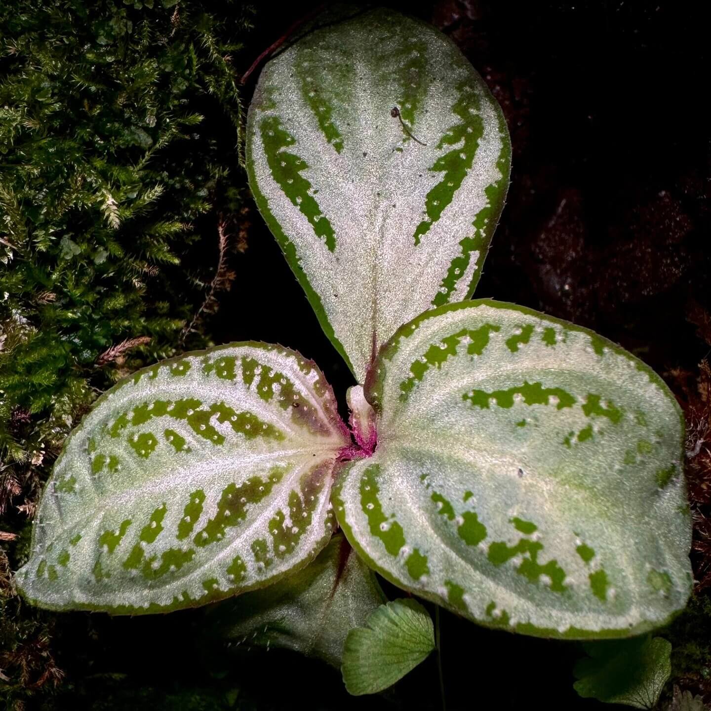 Sonerila sp. White Swan has green leaves adorned with striking white spots and patterns, resembling the feathers of a swan, making them uniquely beautiful. The surface of the leaves is covered with fine fuzz, giving them a soft and delicate texture. This distinctive leaf structure not only makes the plant highly ornamental but also adds an elegant touch to any space.